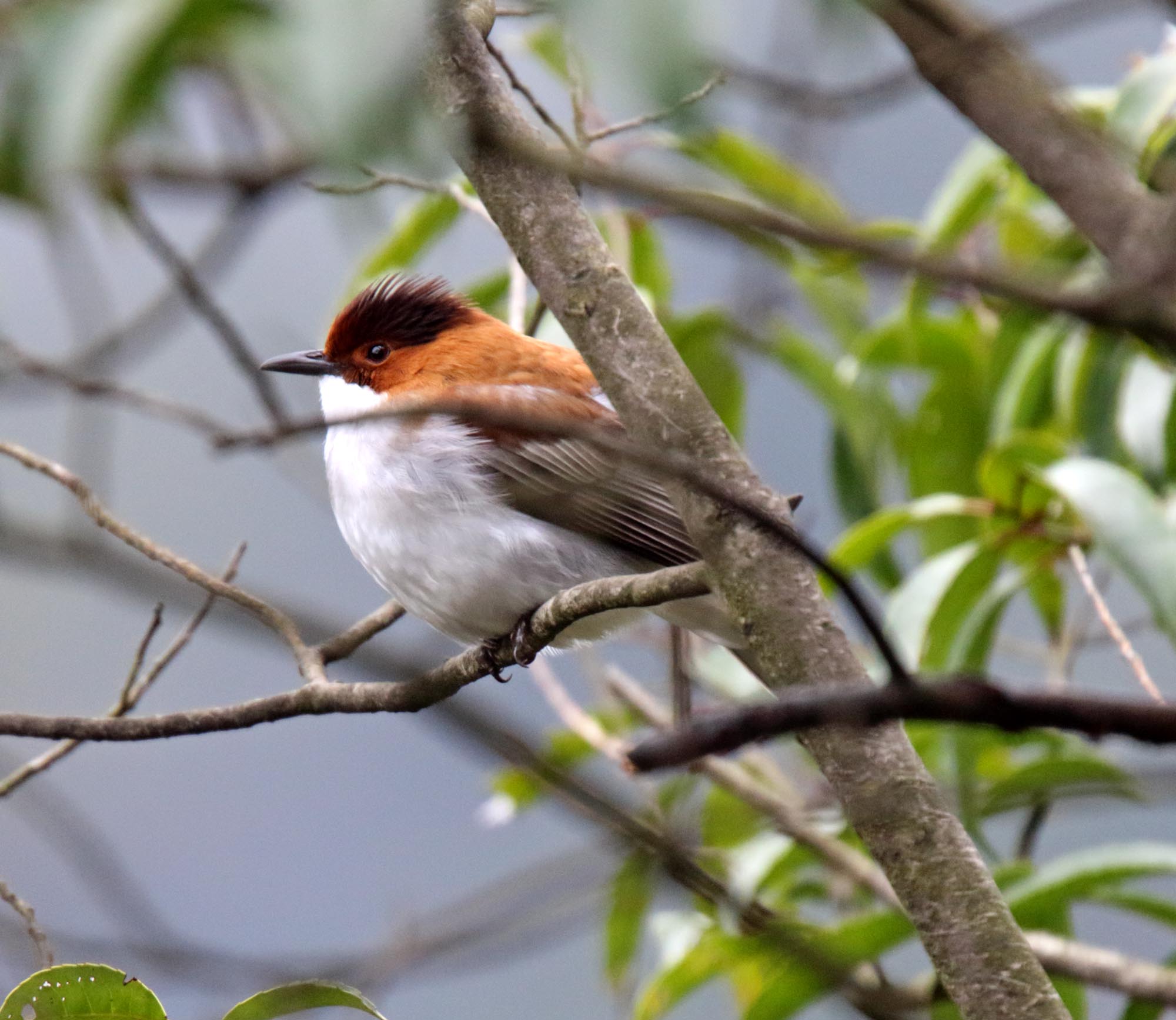 Chestnut Bulbul_0558.jpg