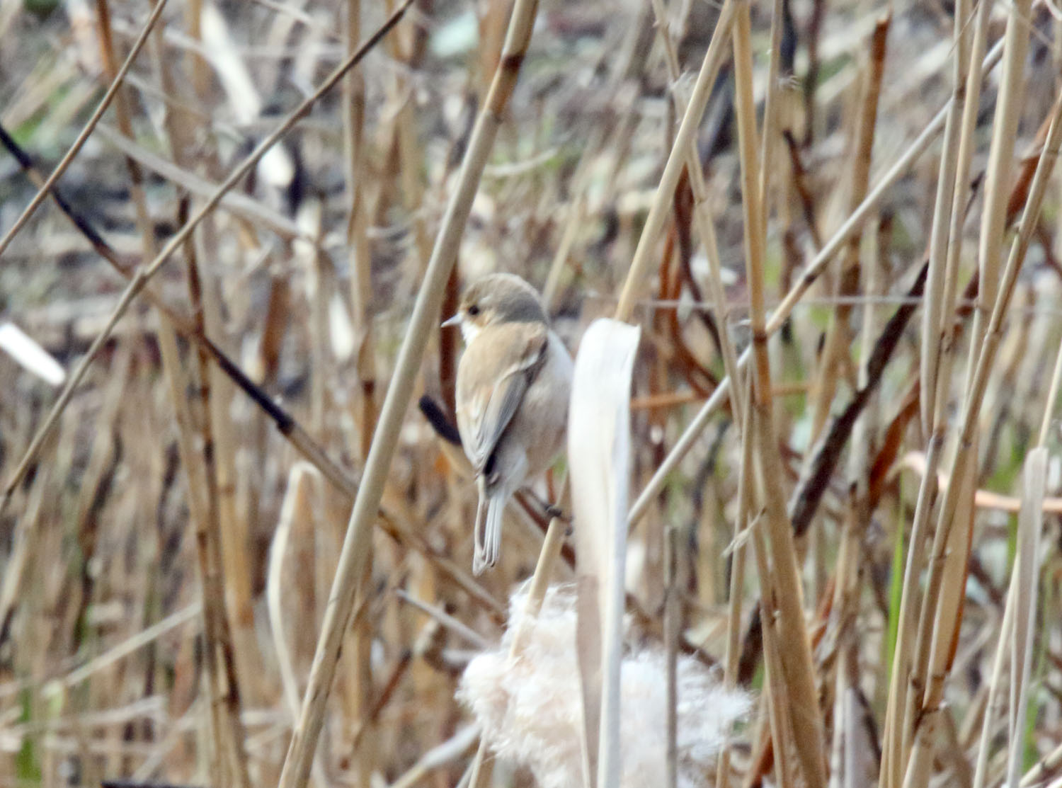 Chinese Penduline Tit - female_4369.jpg