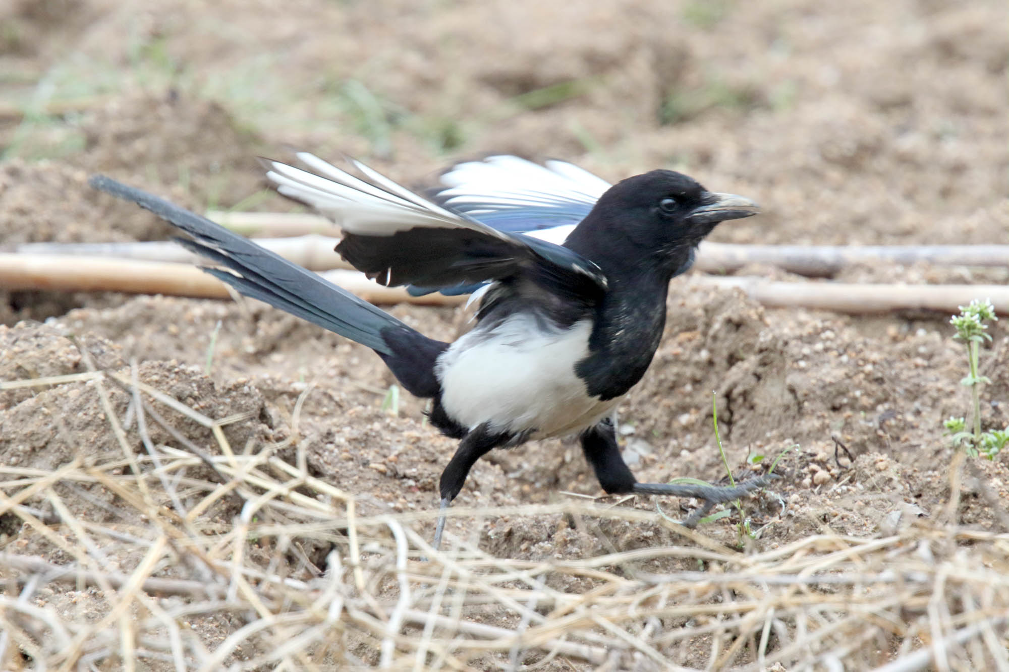 Oriental Magpie_2975.jpg