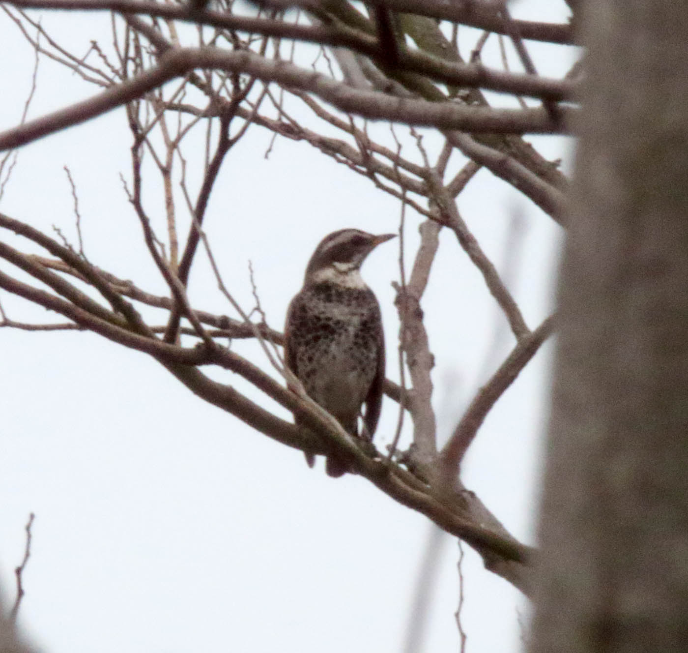 Dusky Thrush_0981.jpg