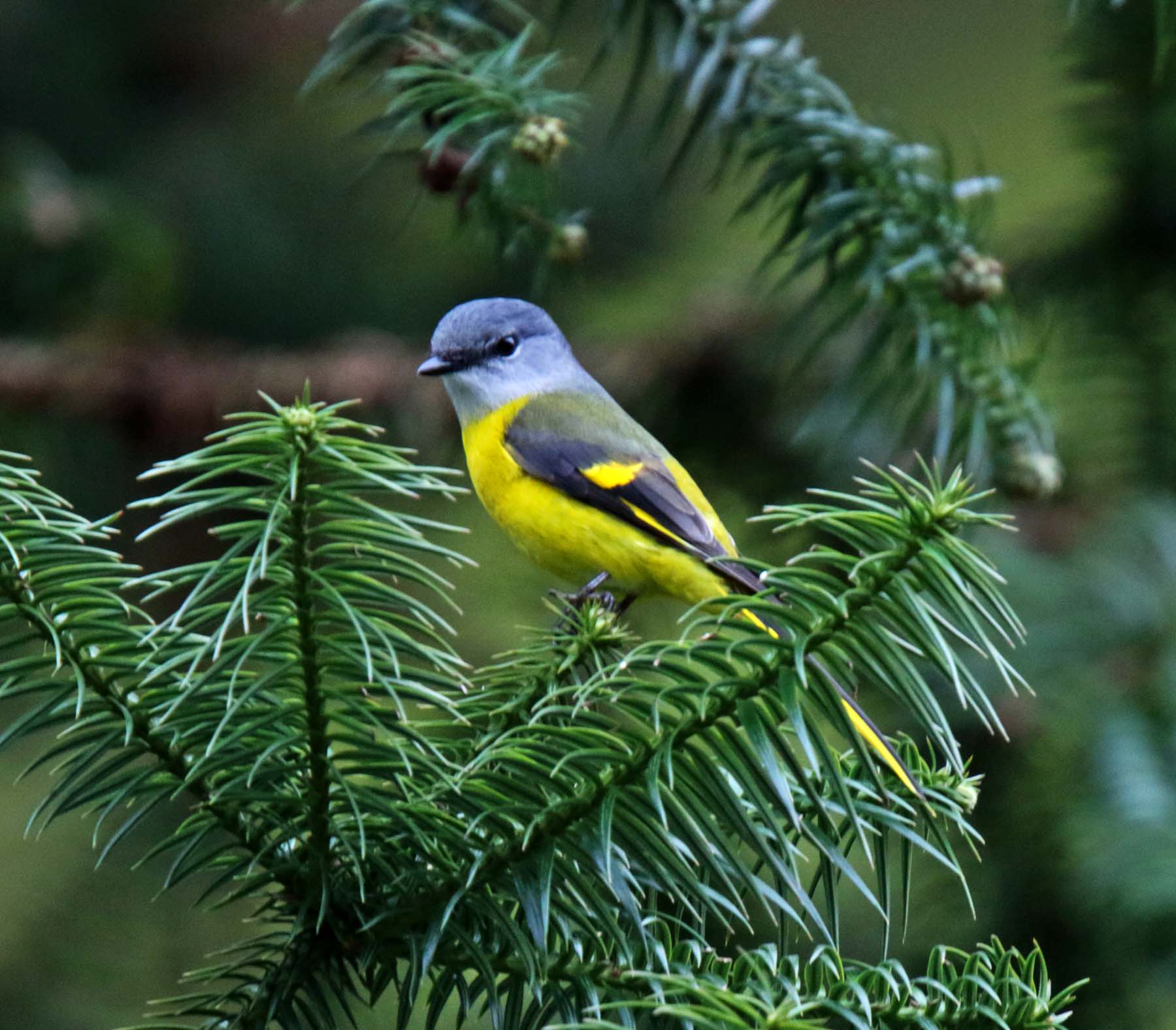 Grey-chinned Minivet - female_0488.jpg