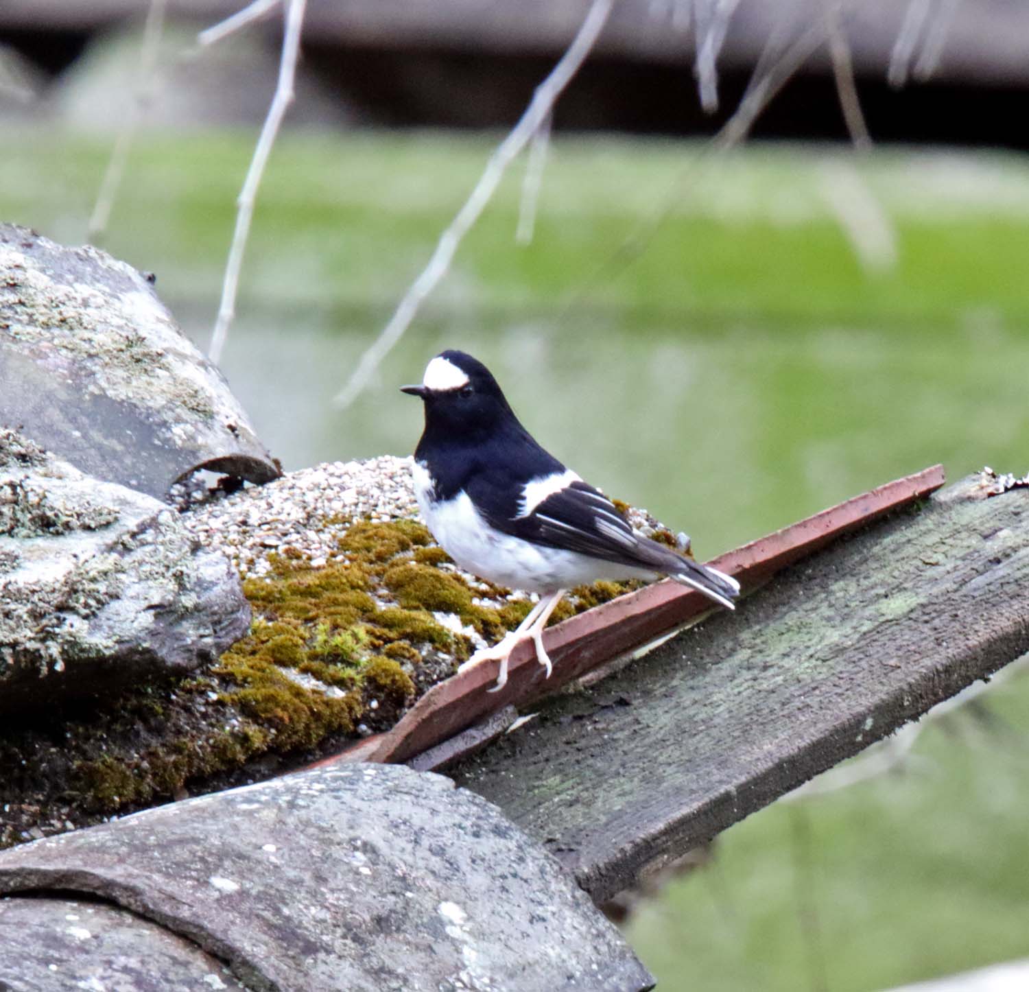 Little Forktail_0465.jpg