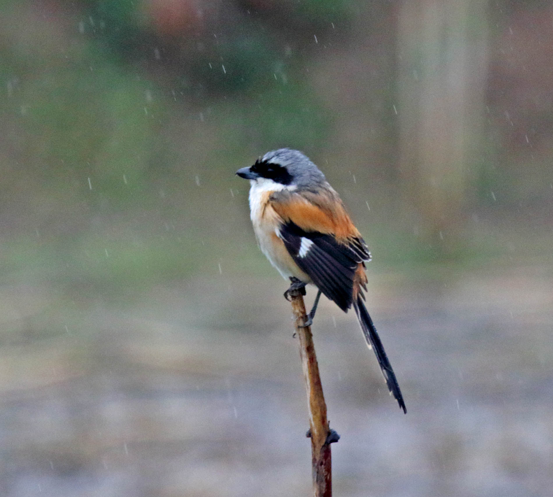 Long-tailed Shrike_1930.jpg