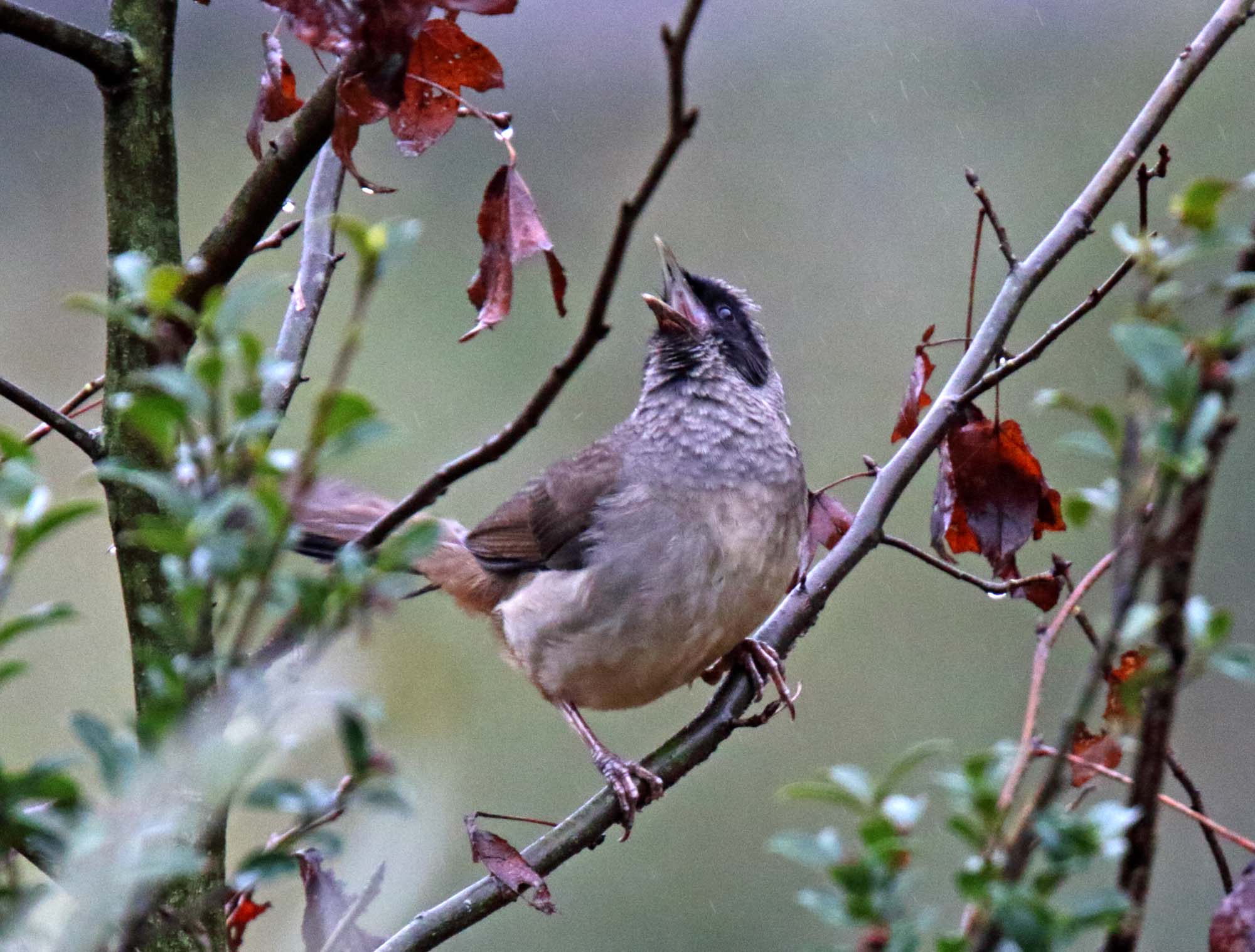 Masked Laughingthrush_0344.jpg