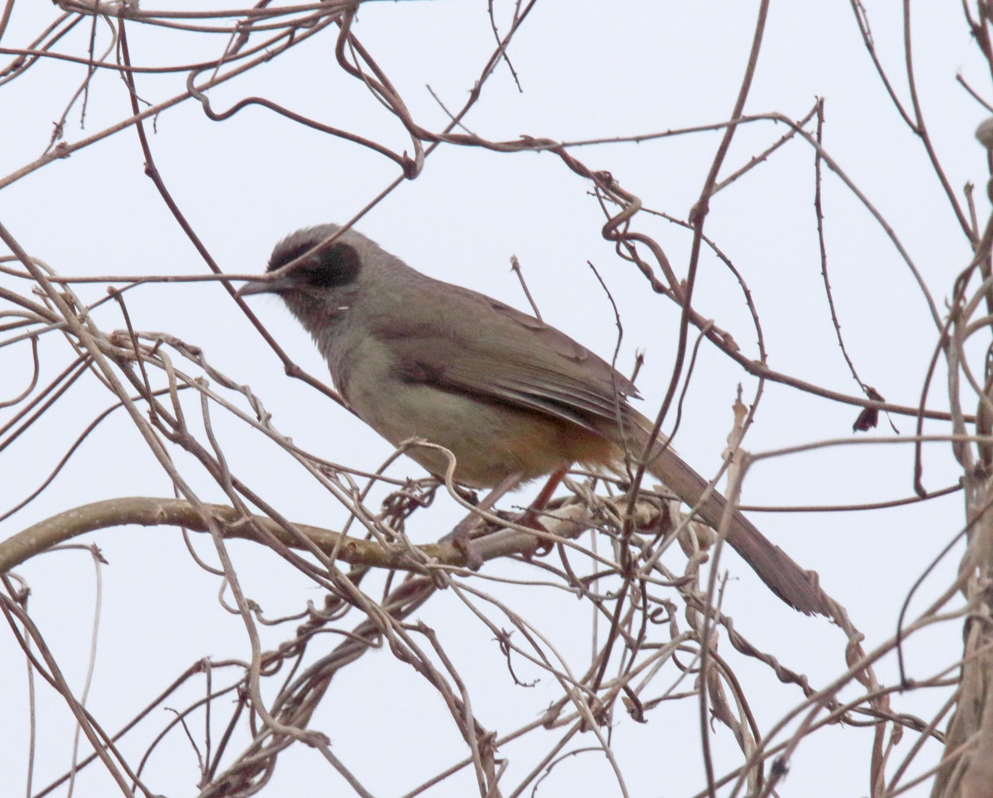 Masked Laughingthrush_1151.jpg