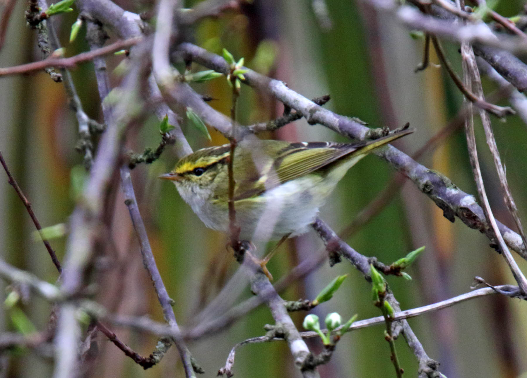 Pallass Leaf Warbler_0640.jpg