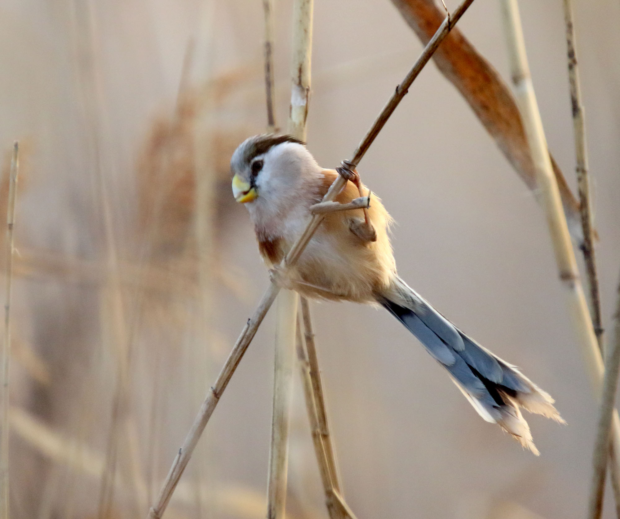 Reed Parrotbill_3716.jpg