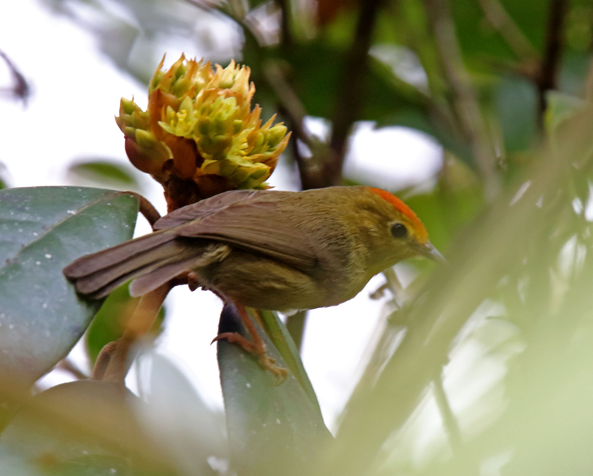 Rufous-capped Babbler_2331.jpg