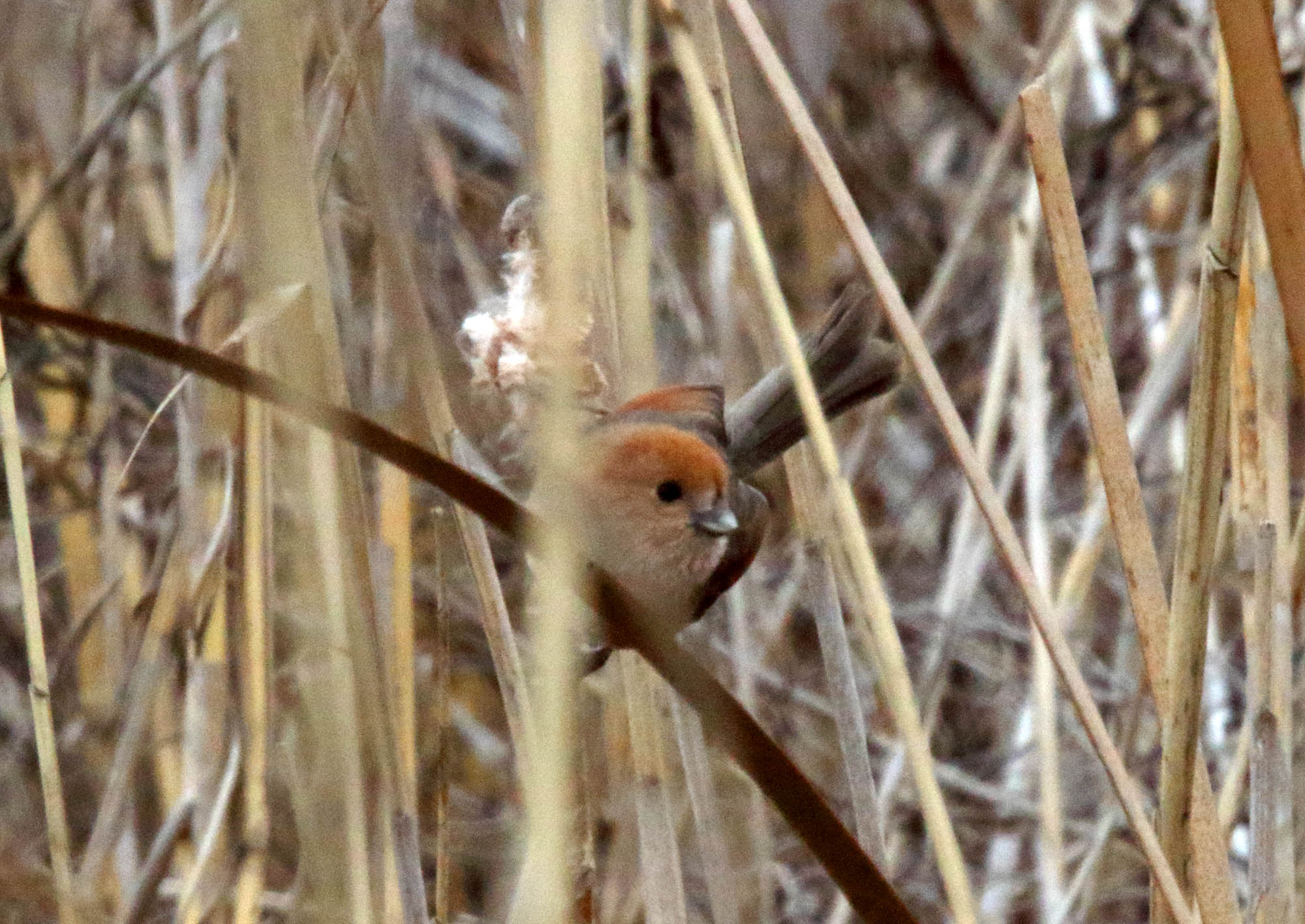 Vinous-throated Parrotbill_0939.jpg