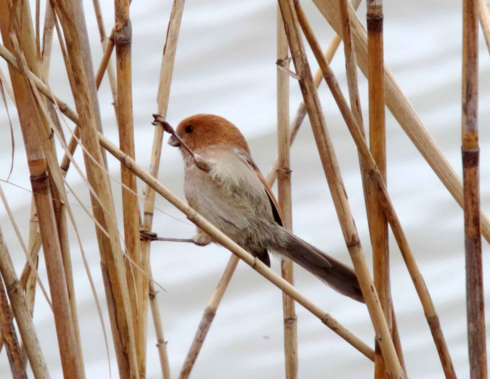 Vinous-throated Parrotbill_1312.jpg