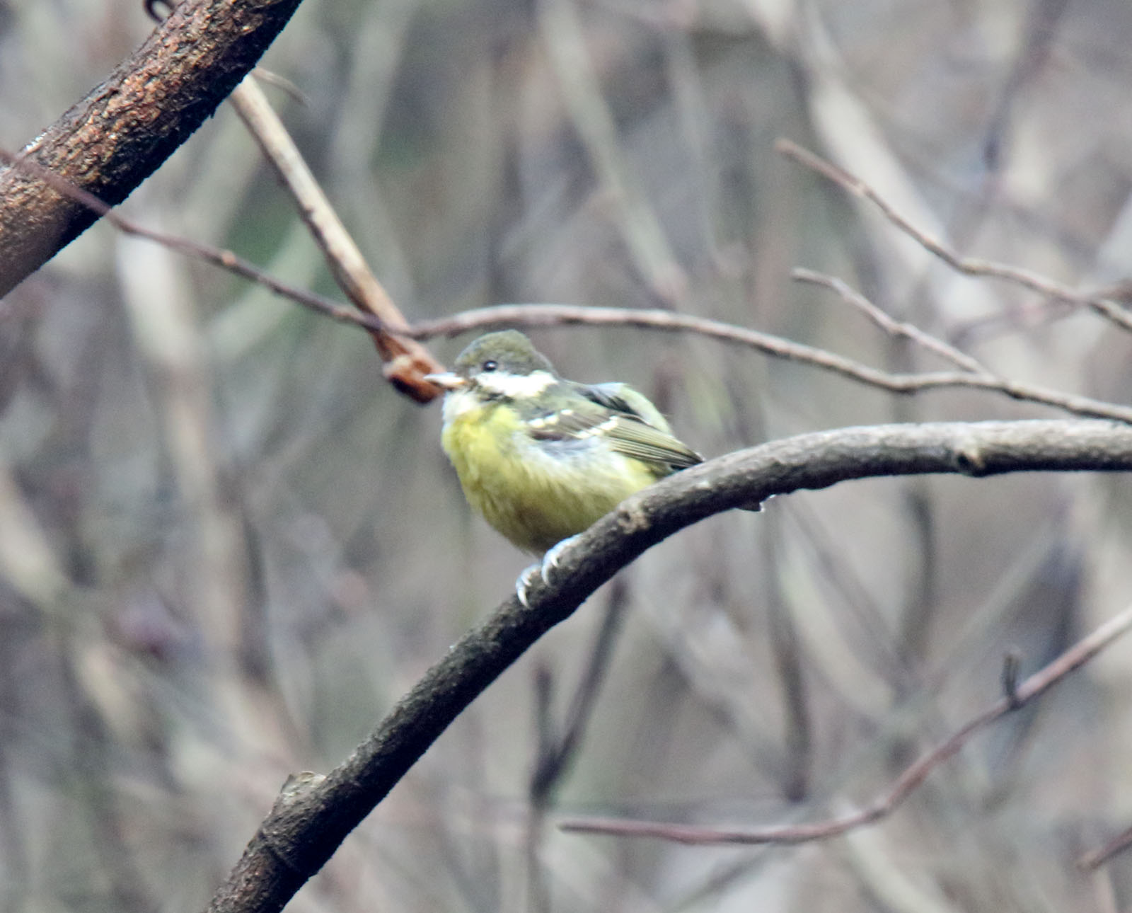 Yellow-bellied Tit - female_2705.jpg