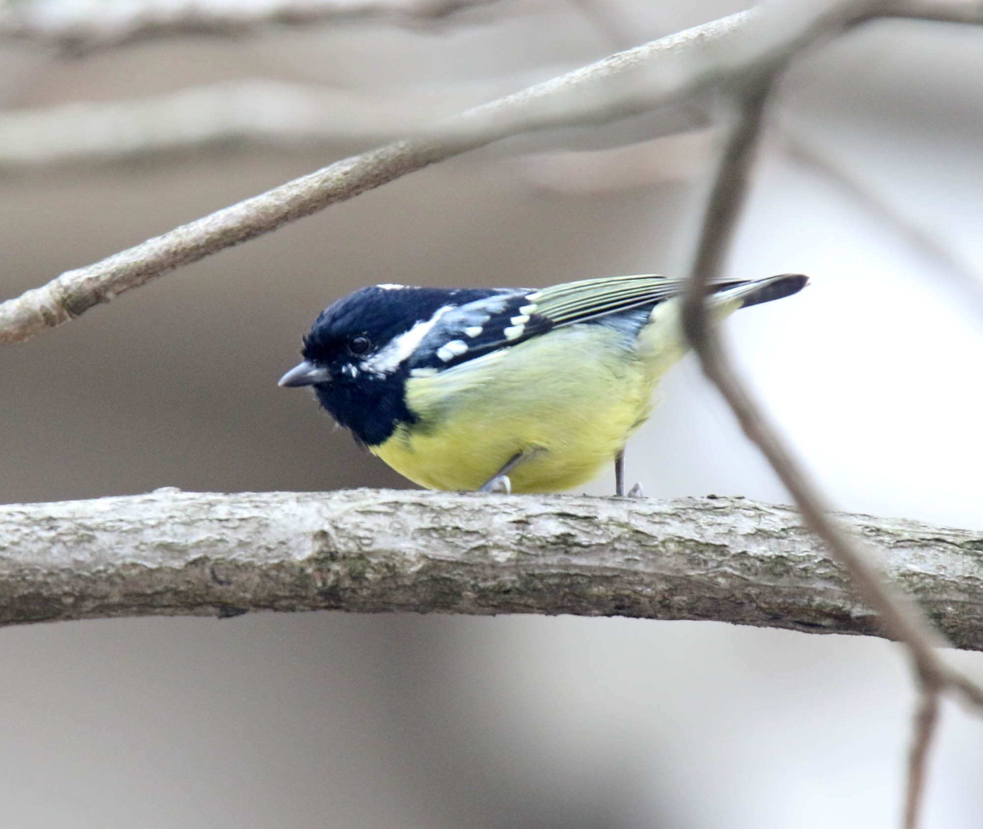 Yellow-bellied Tit - male_3126.jpg