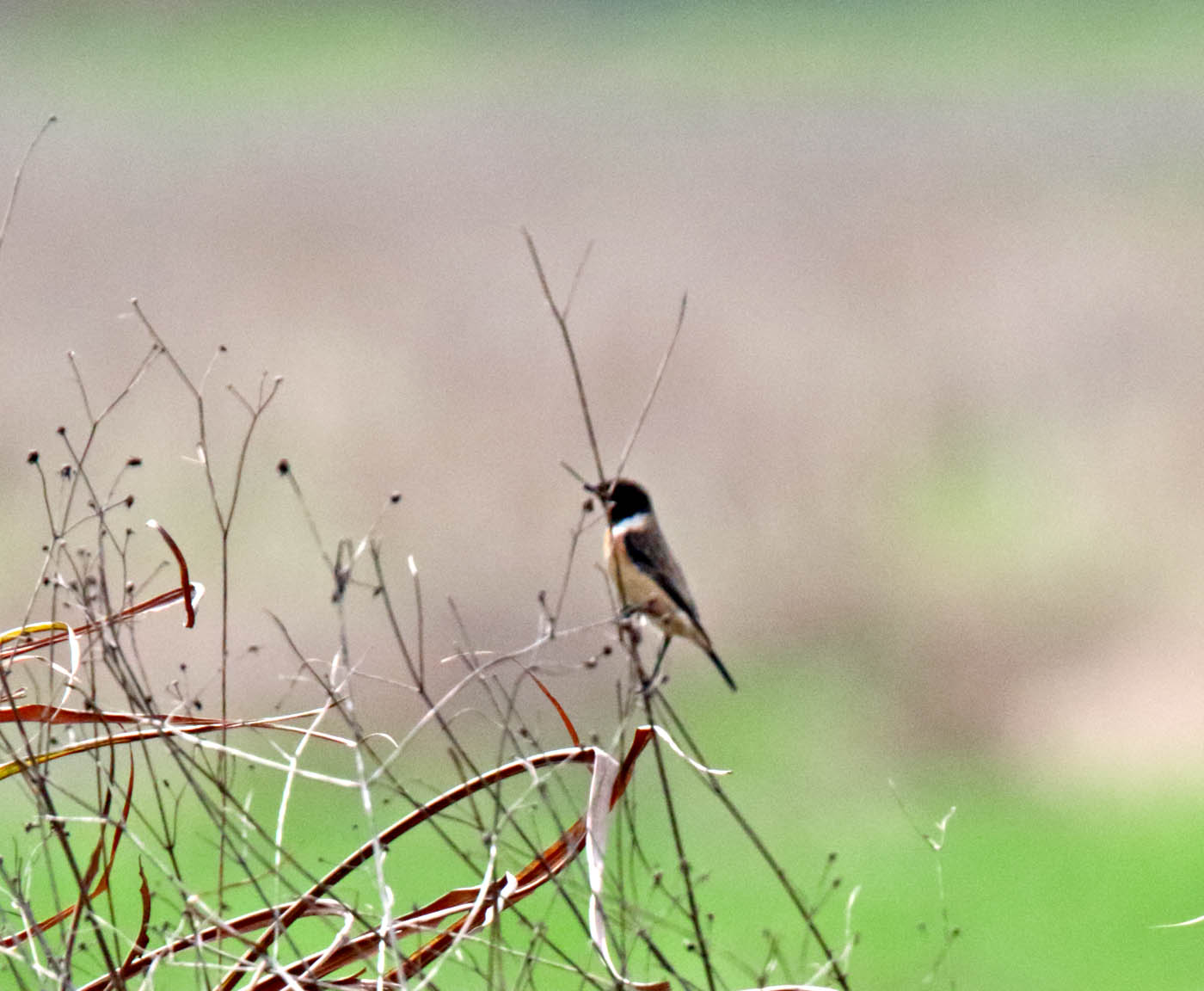 Siberian Stonechat_2270.jpg