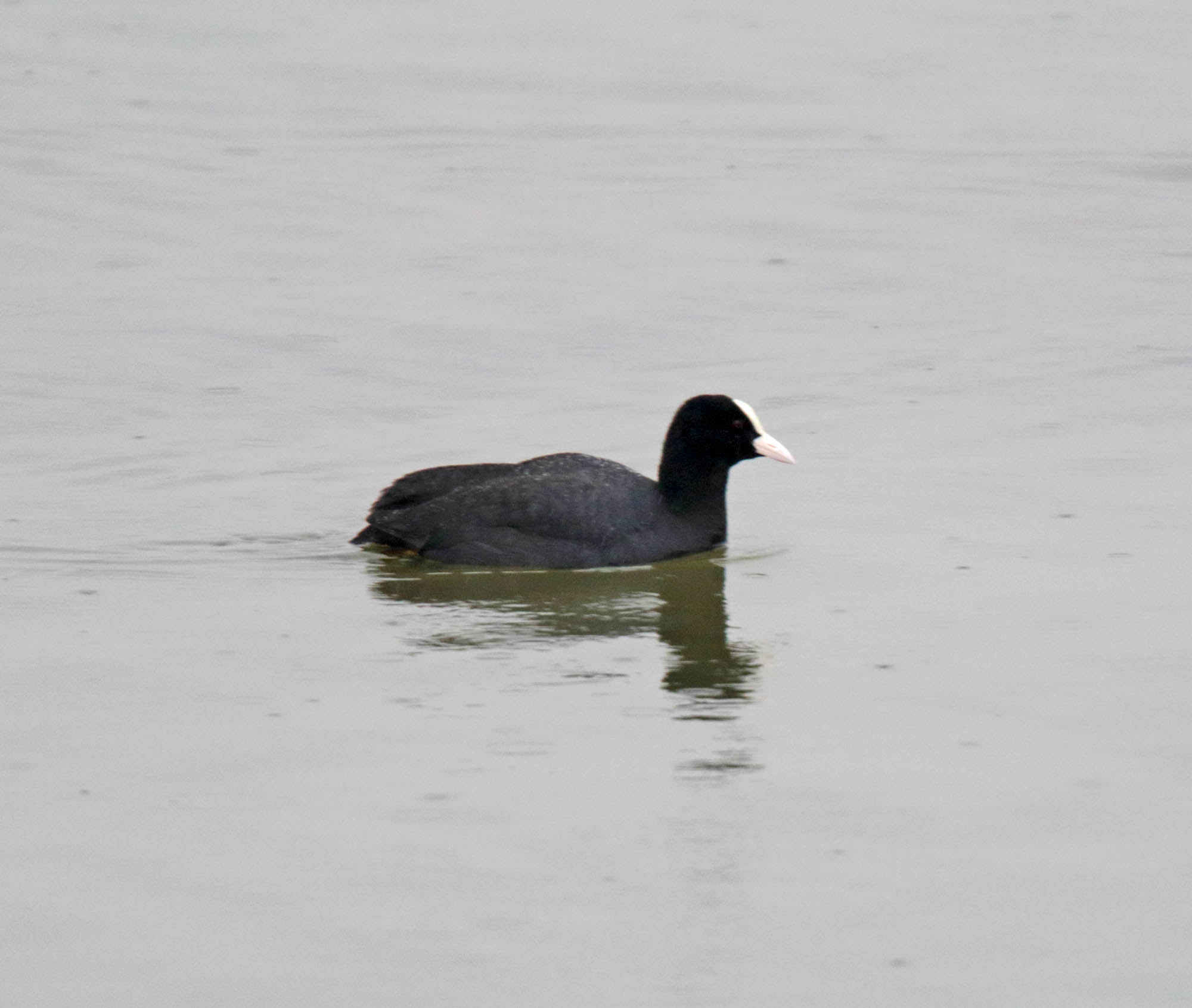 Eurasian Coot_1861.jpg