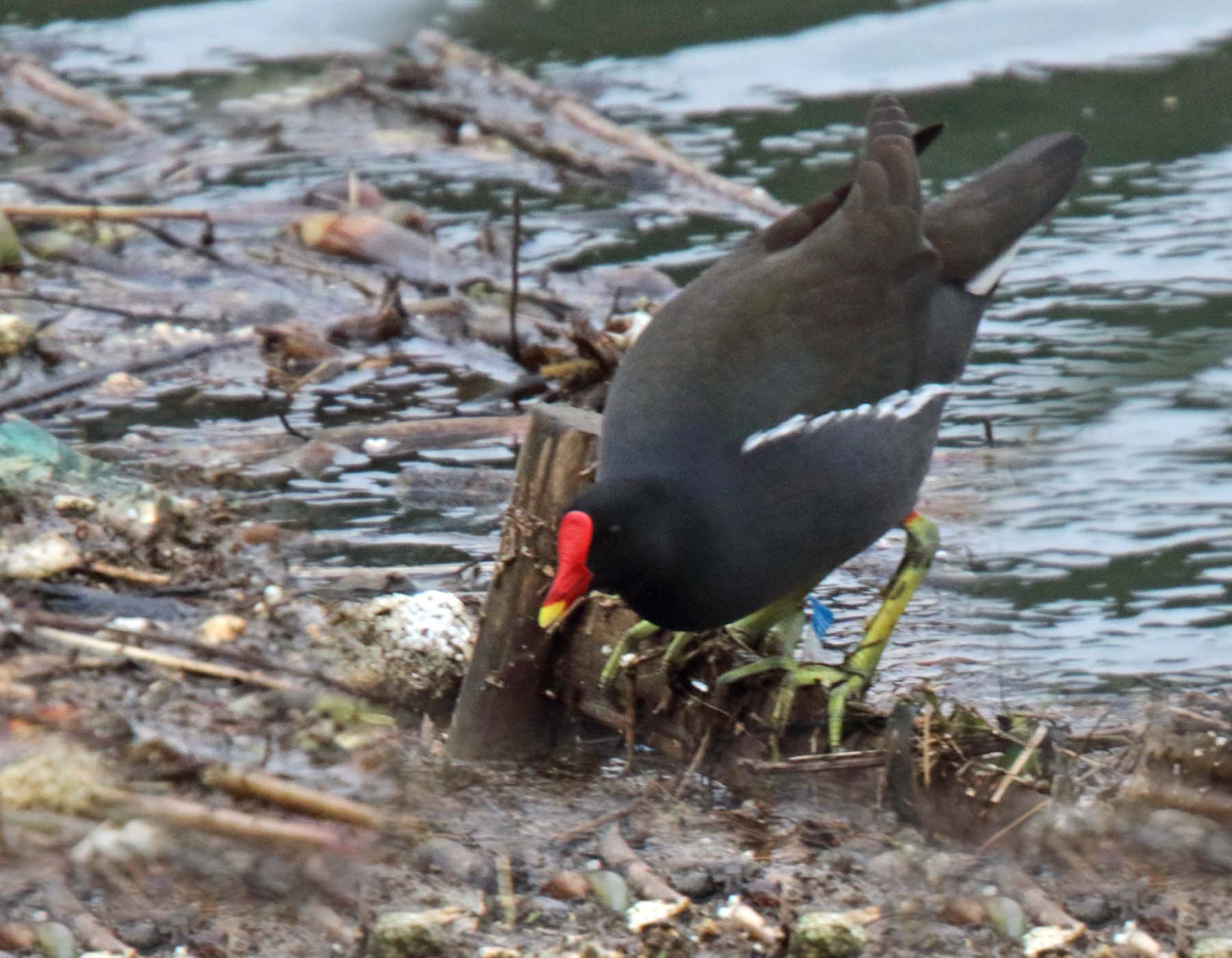 Common Moorhen_1106.jpg