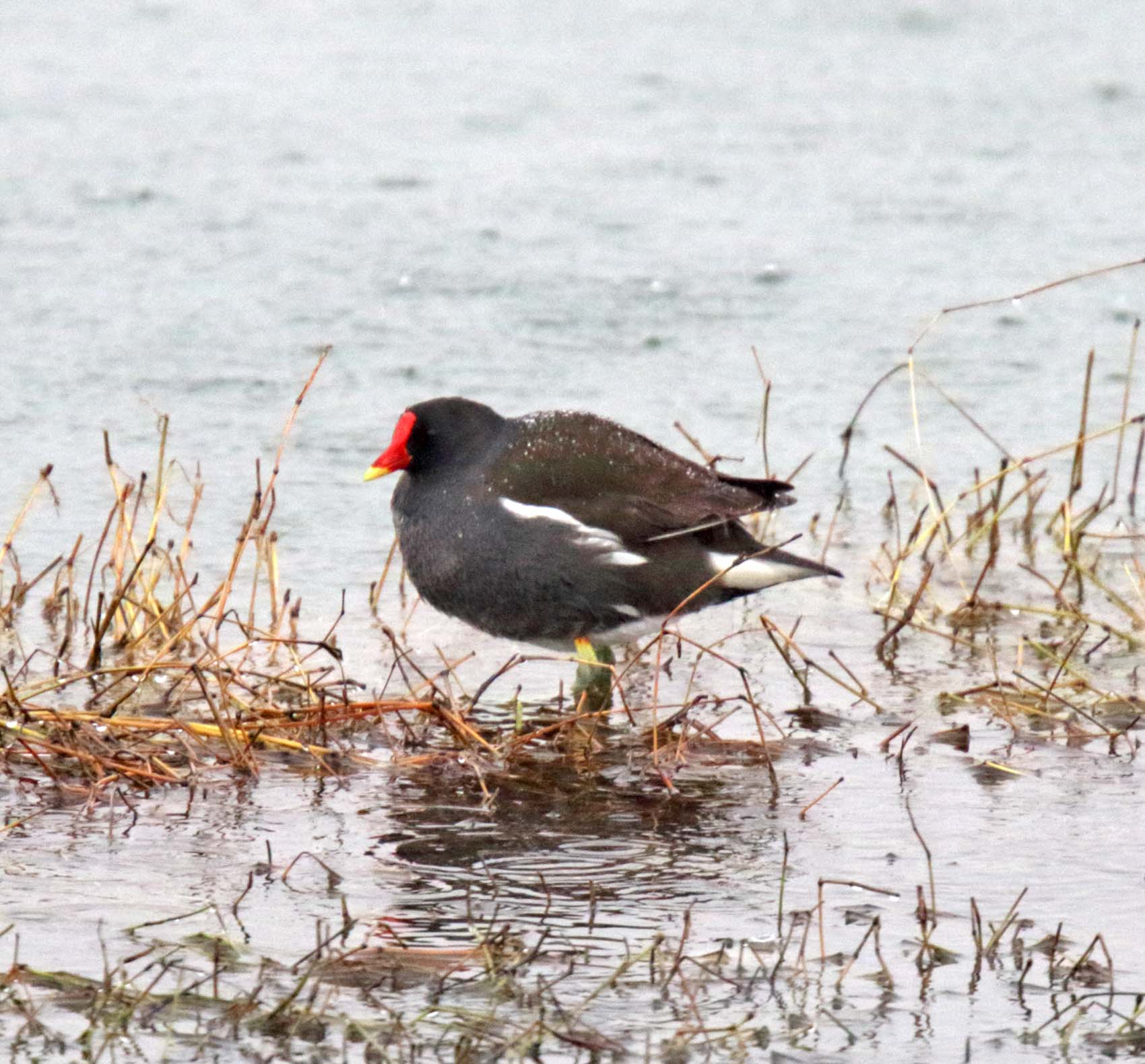 Common Moorhen_1888.jpg