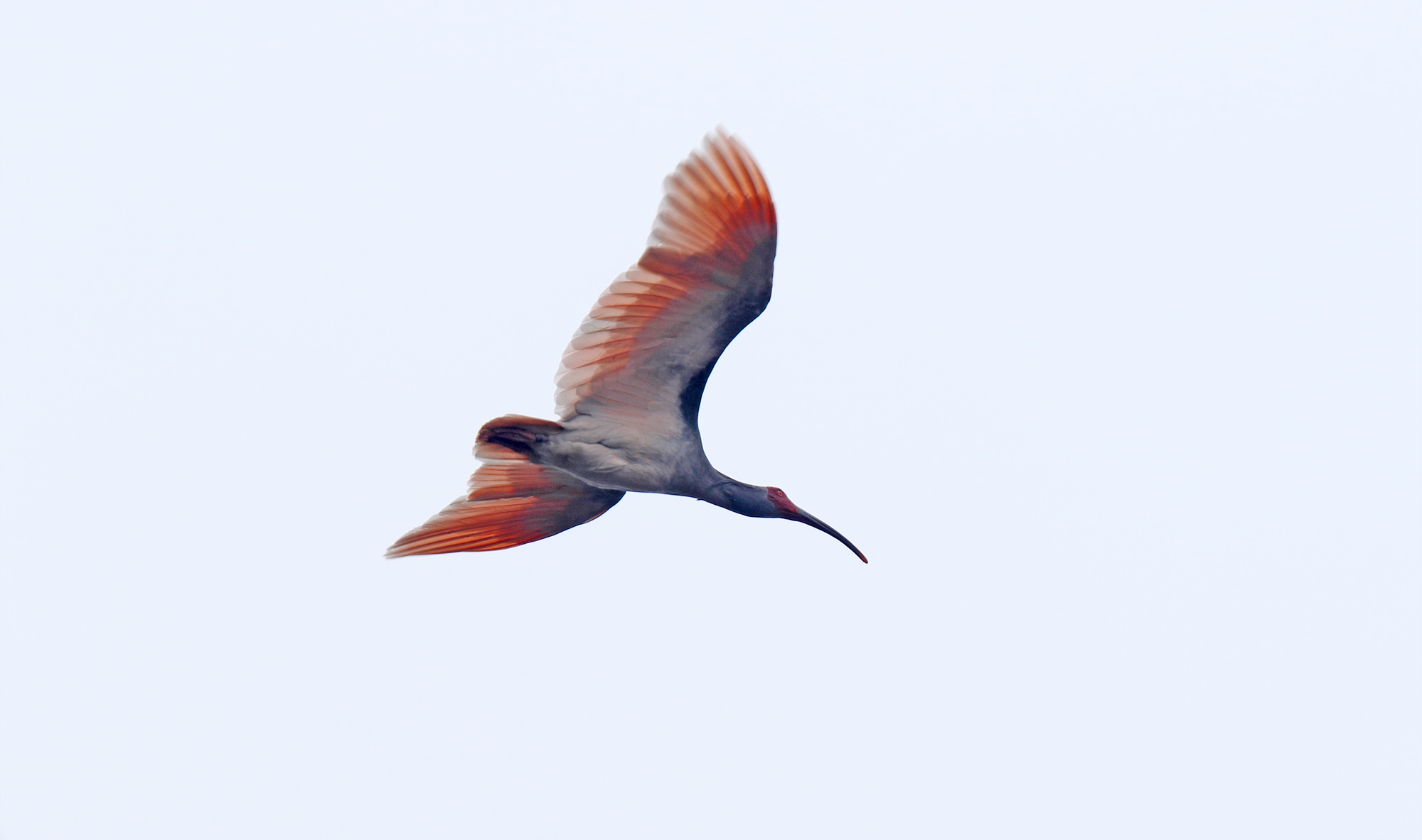 Crested Ibis_3050.jpg
