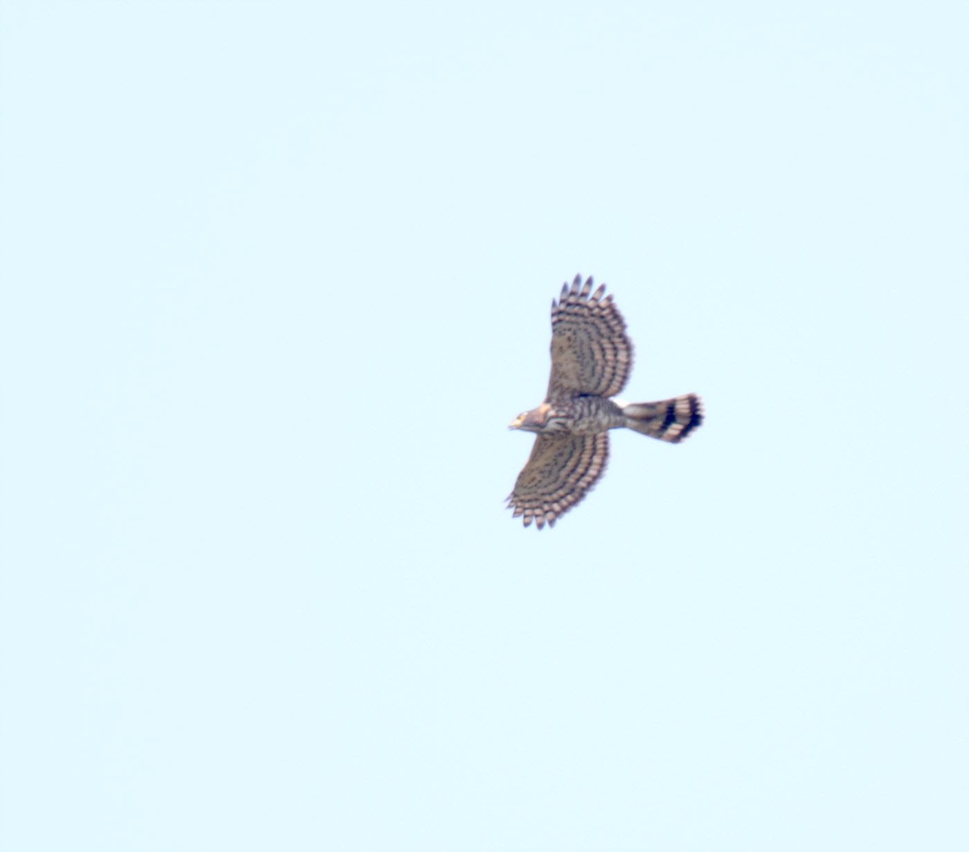Crested Serpent Eagle_2111.jpg