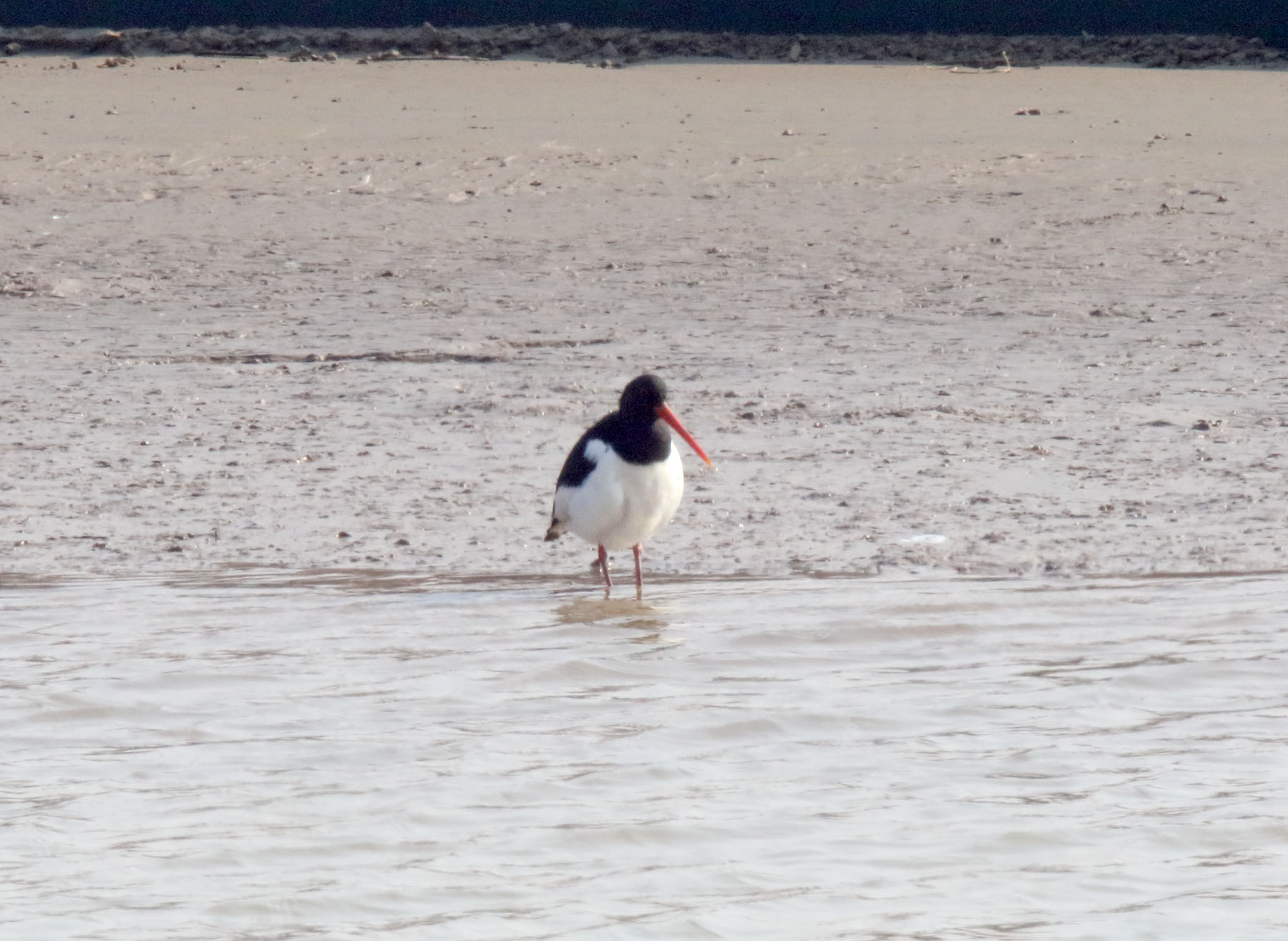 Eurasian Oystercatcher_3993.jpg
