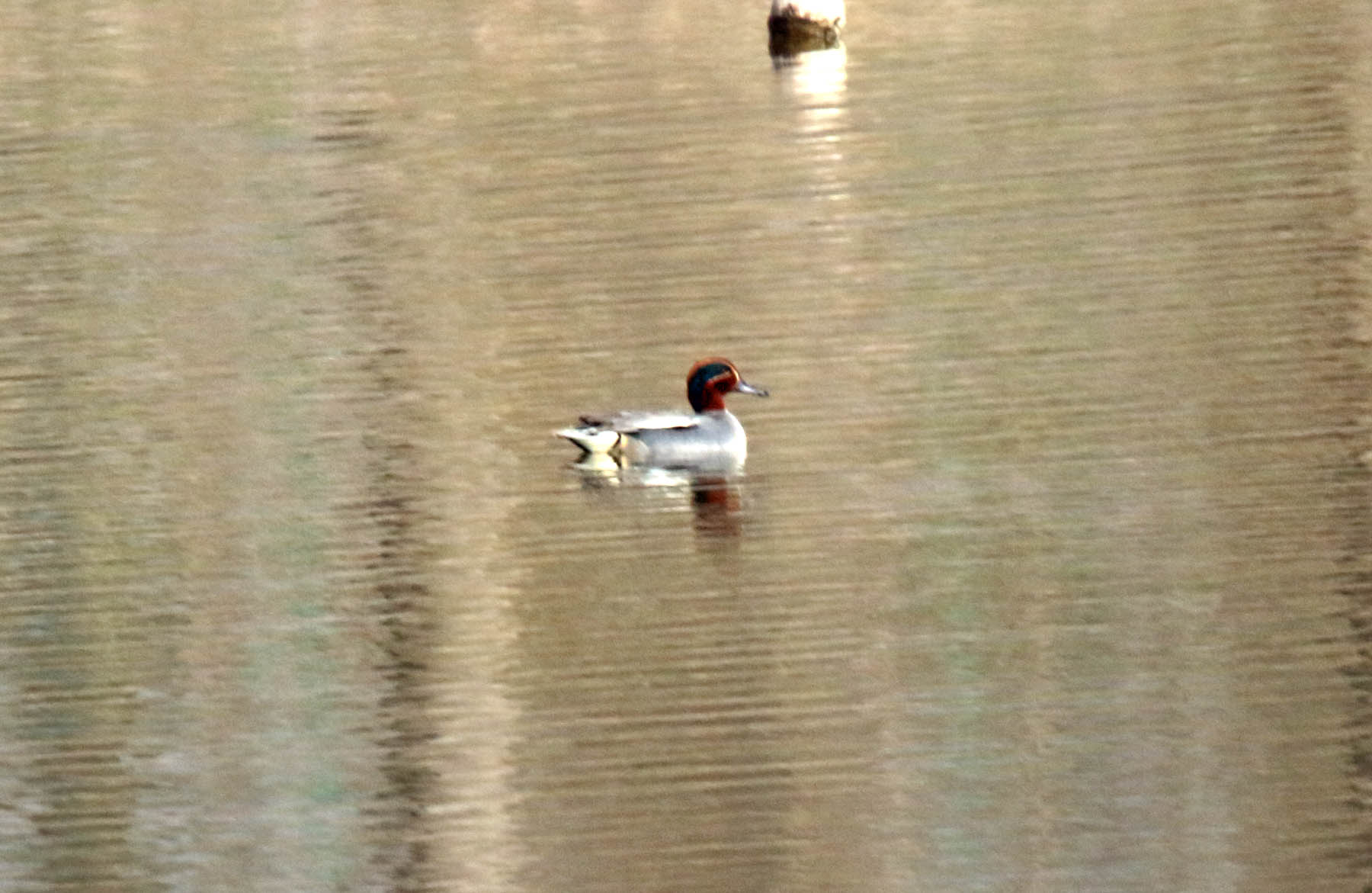 Eurasian Teal - male_4506.jpg