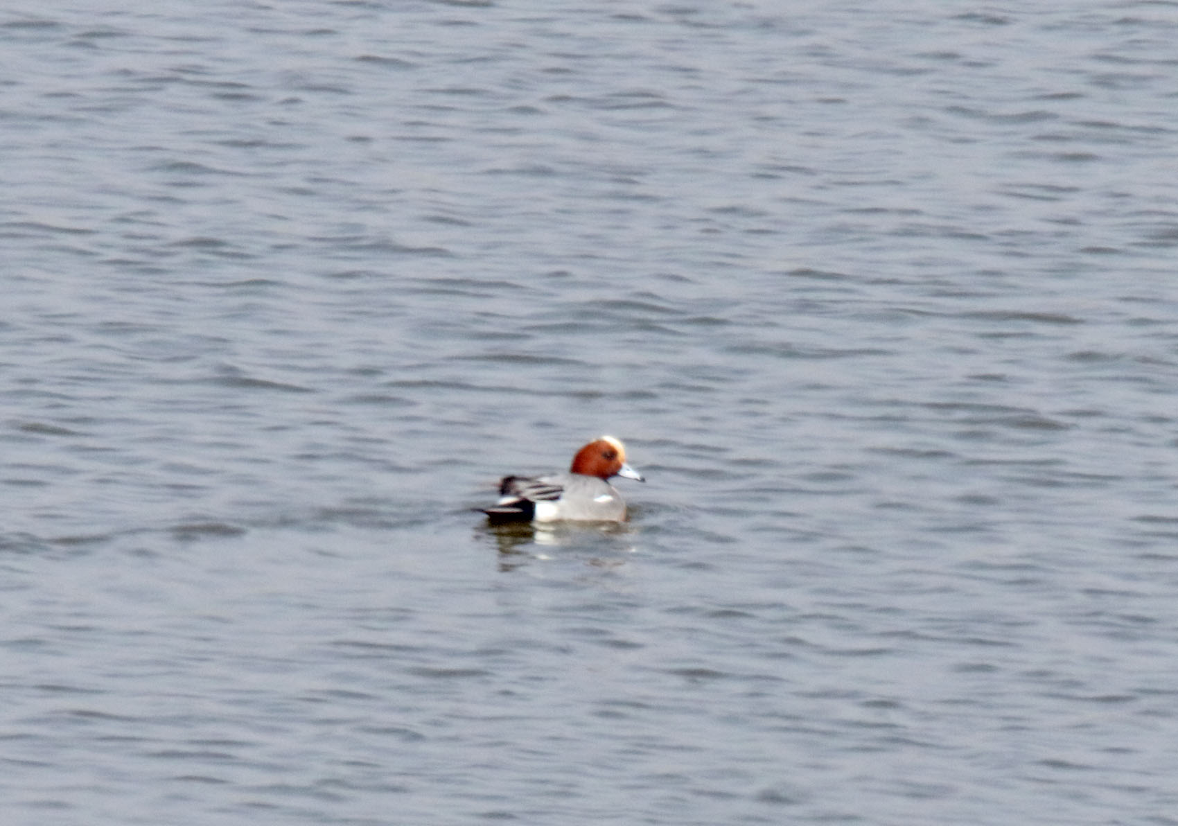 Eurasian Widgeon_4314.jpg