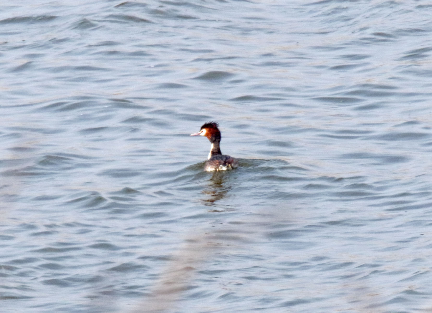 Great Crested Grebe_4288.jpg