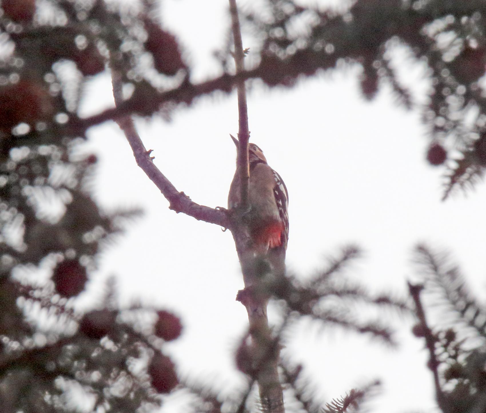 Great Spotted Woodpecker_2650.jpg
