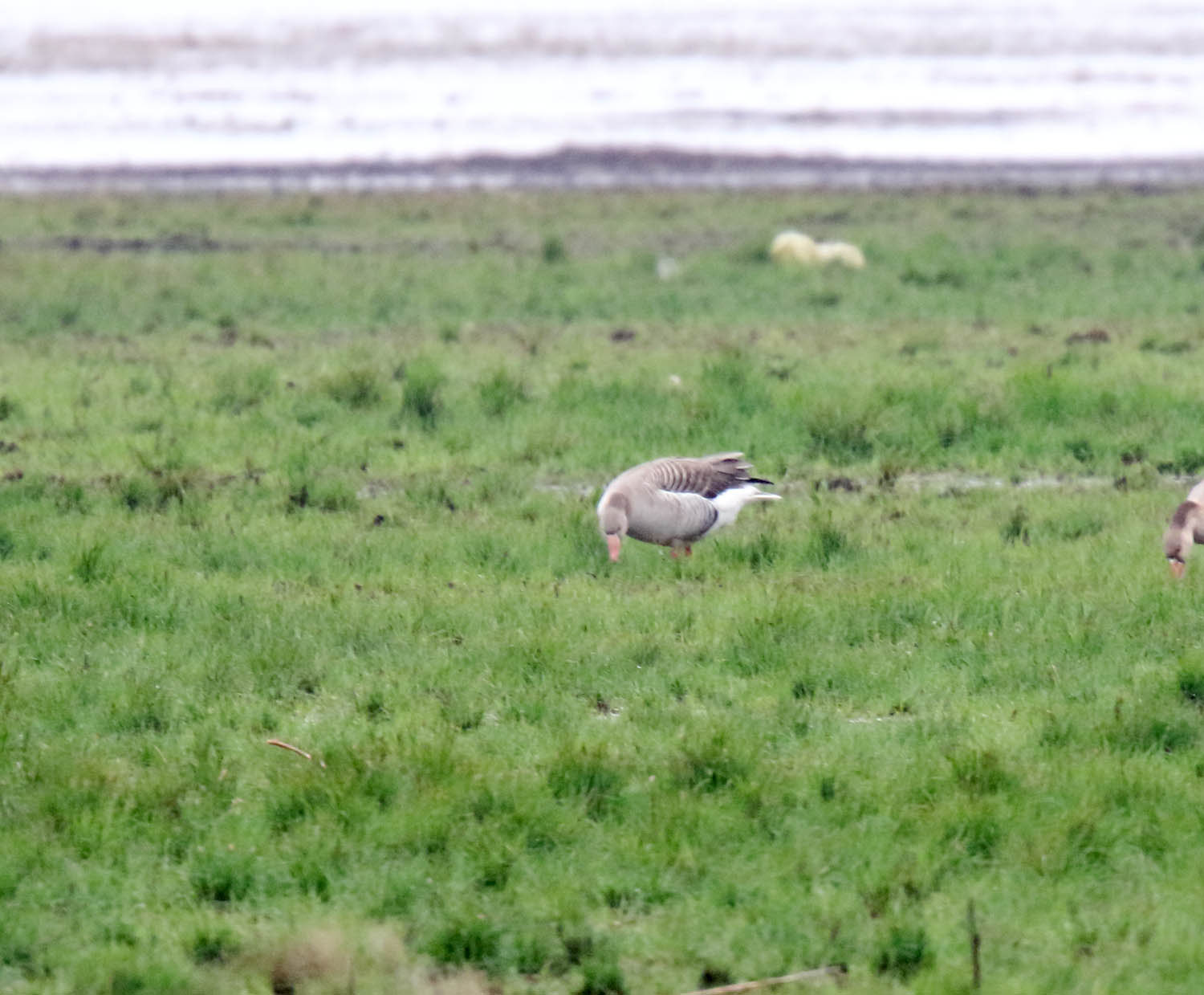 Greylag Goose_2415.jpg