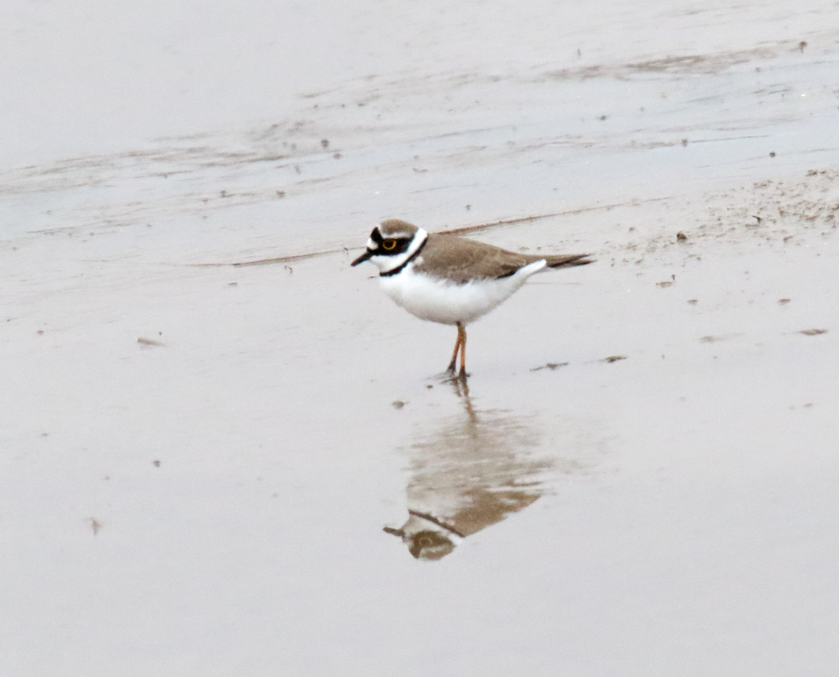 Little Ringed Plover_1226.jpg