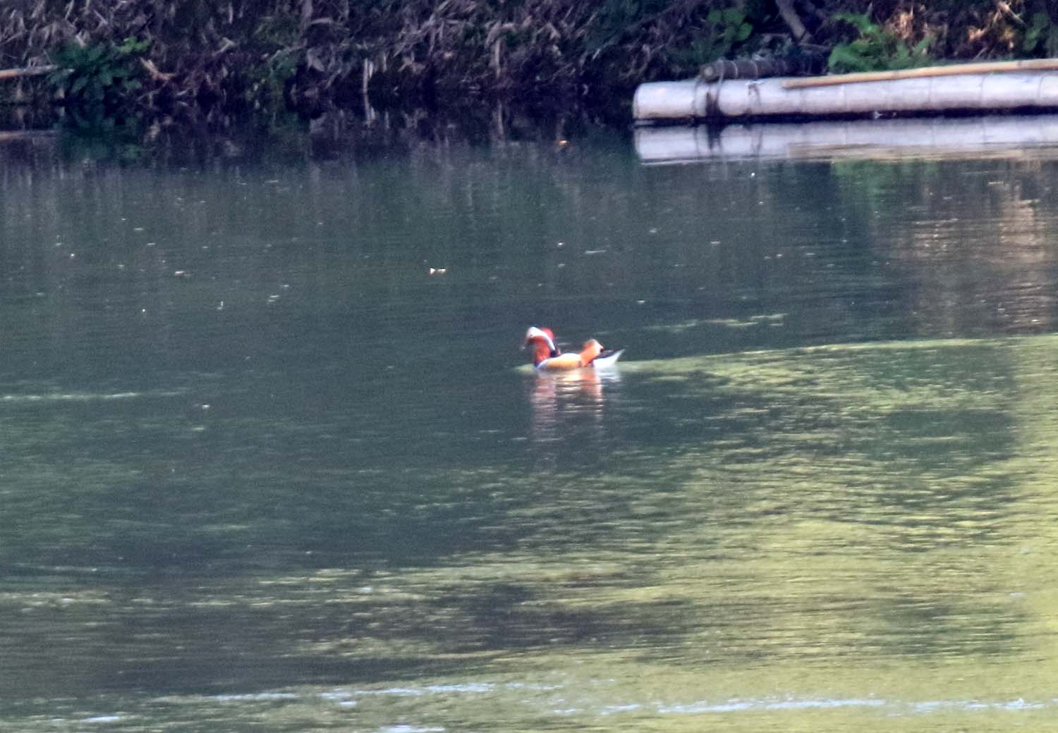 Mandarin Duck_2173.jpg