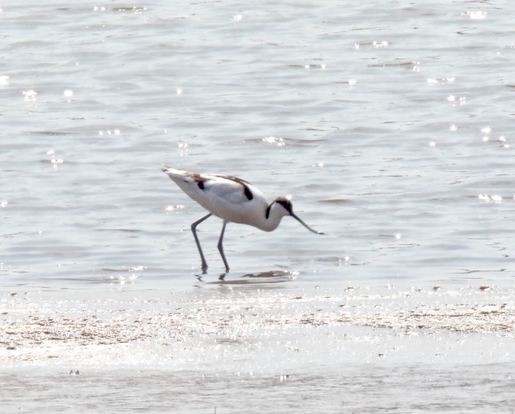 Pied Avocet_4417.jpg