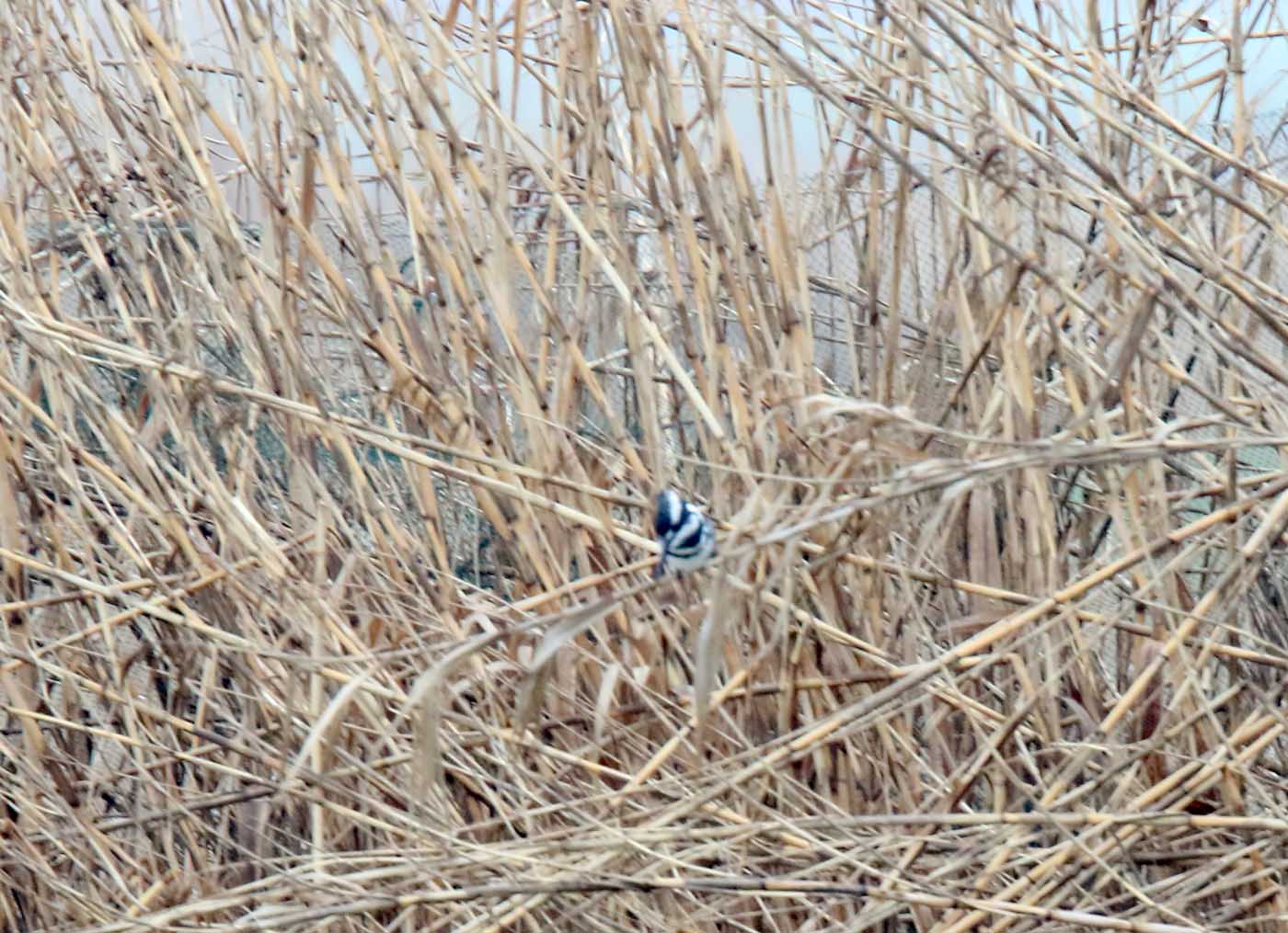 Pied Kingfisher_2478.jpg
