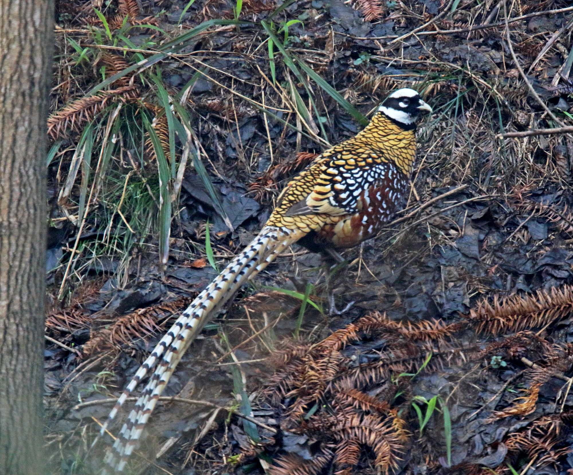 Reeves Pheasant - male_2656.jpg