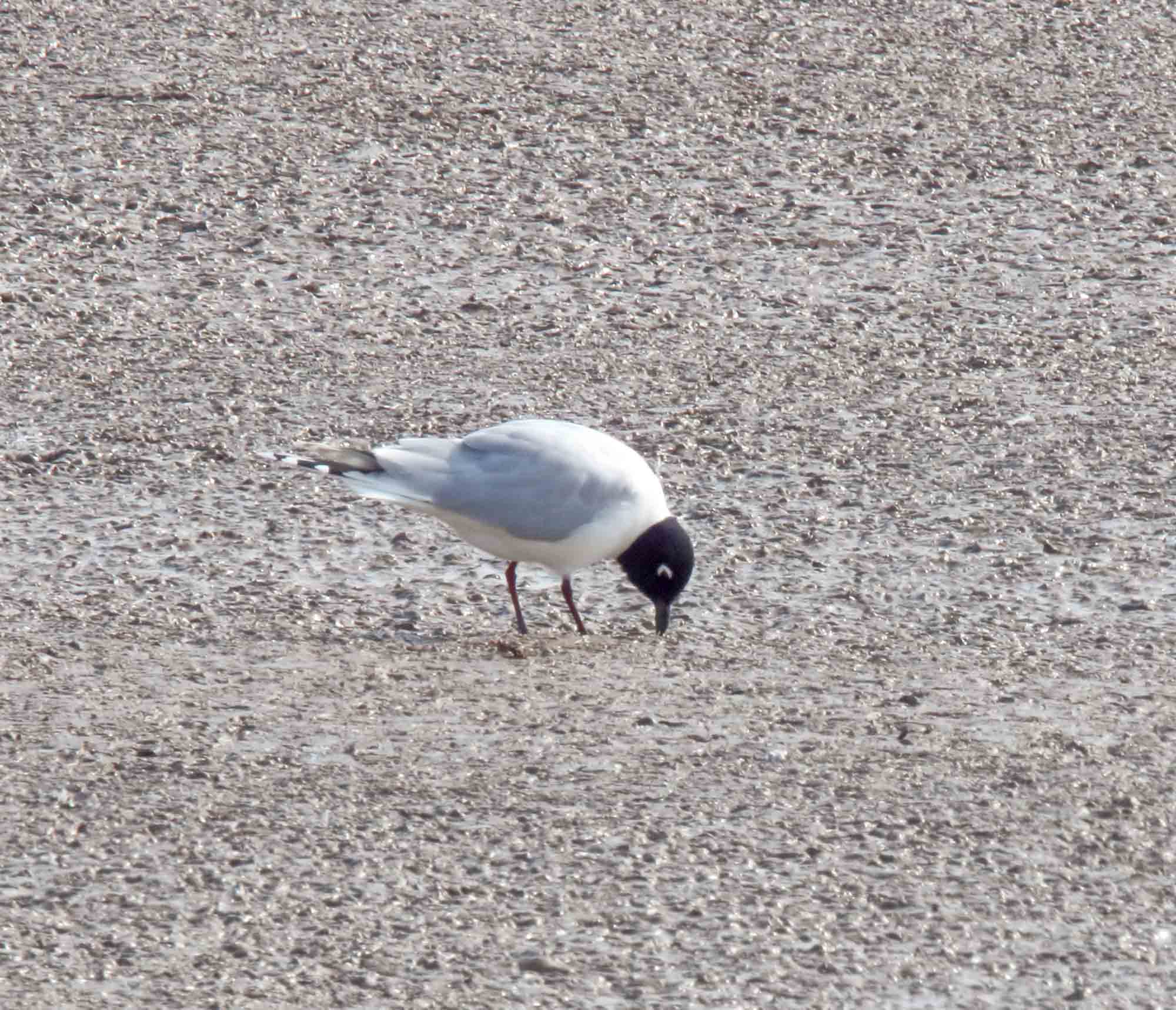 Saunders Gull - breeding_4063.jpg