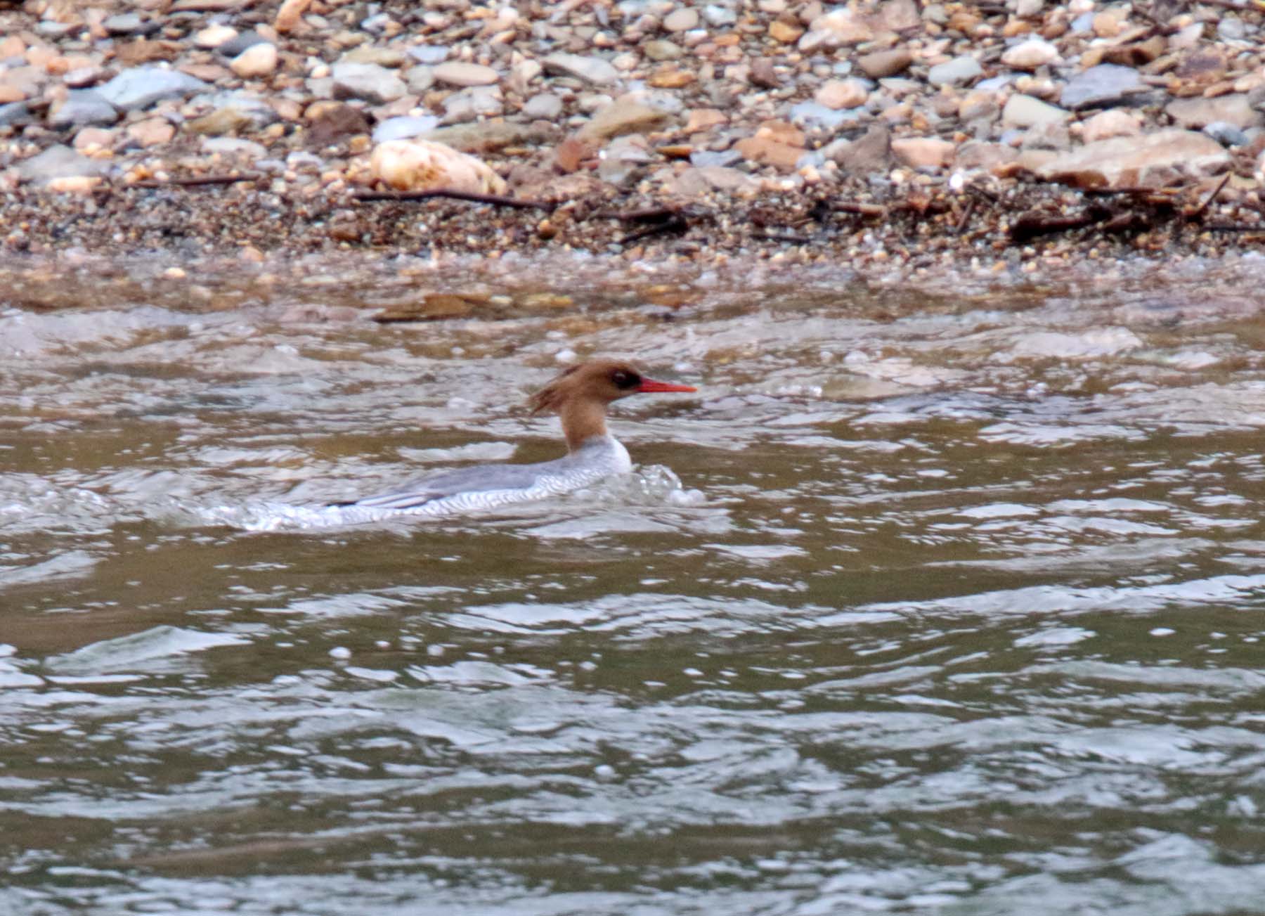 Scaly-sided Merganser - female_0838.jpg