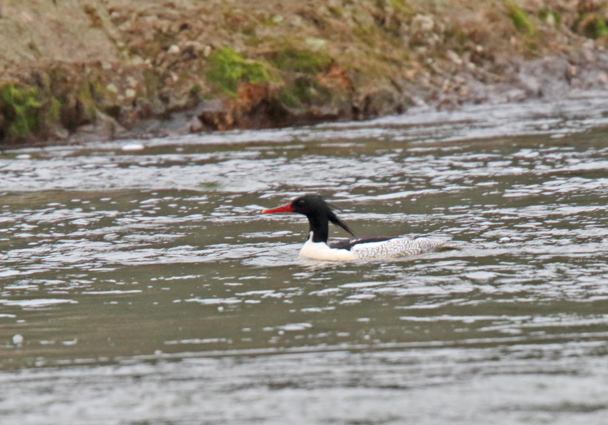 Scaly-sided Merganser - male_1036.jpg