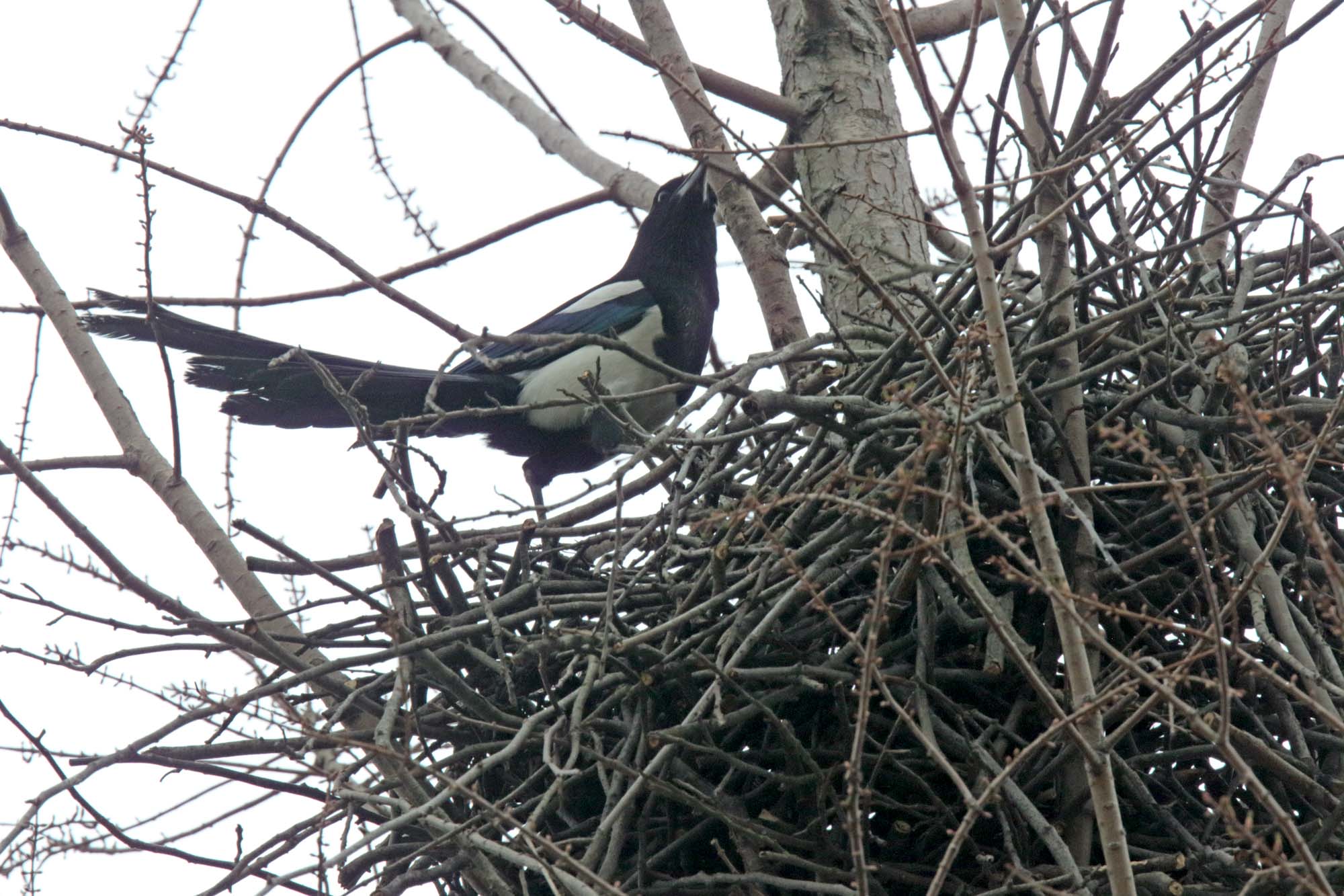 Oriental Magpie - nest_2950.jpg