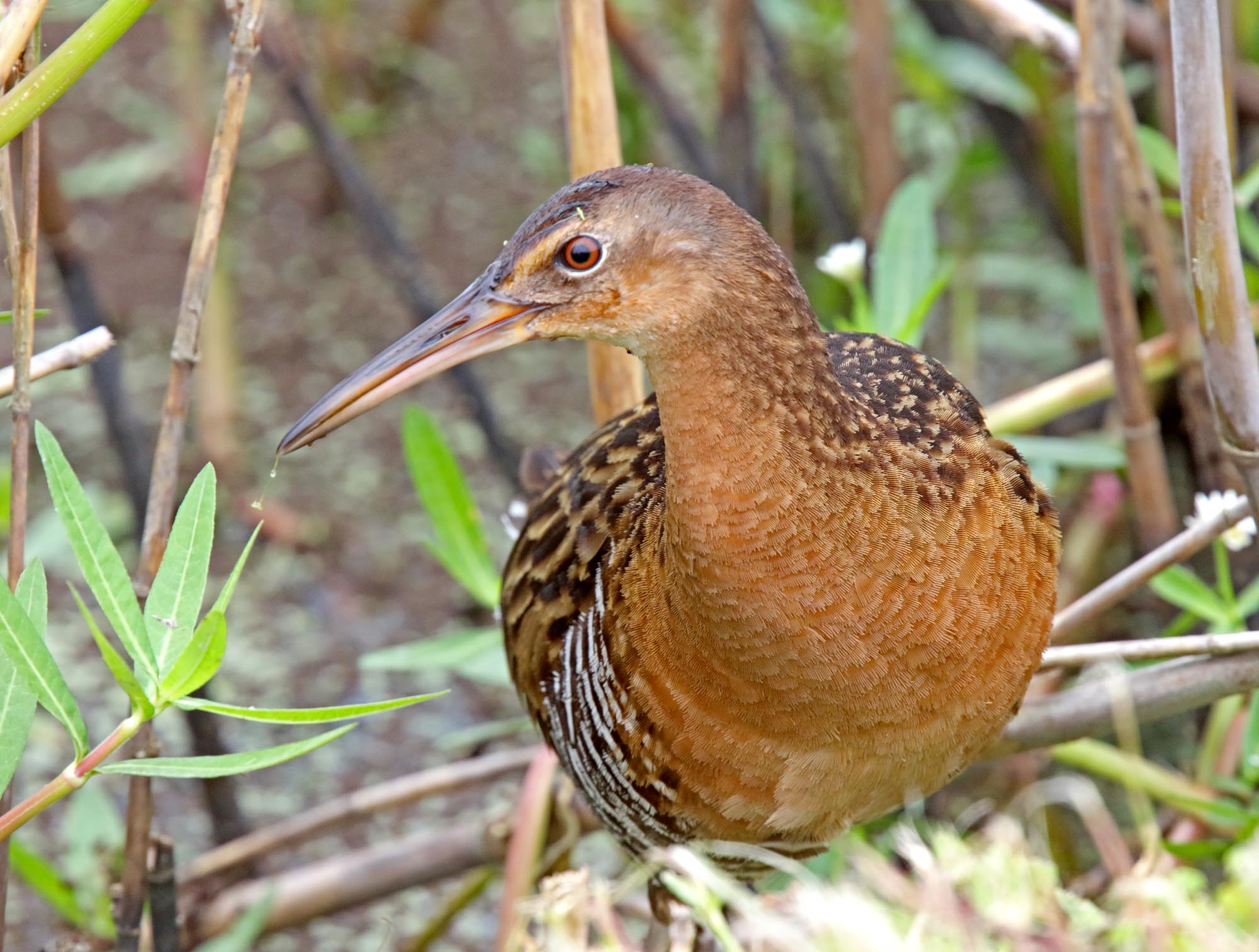 King Rail_4566.jpg