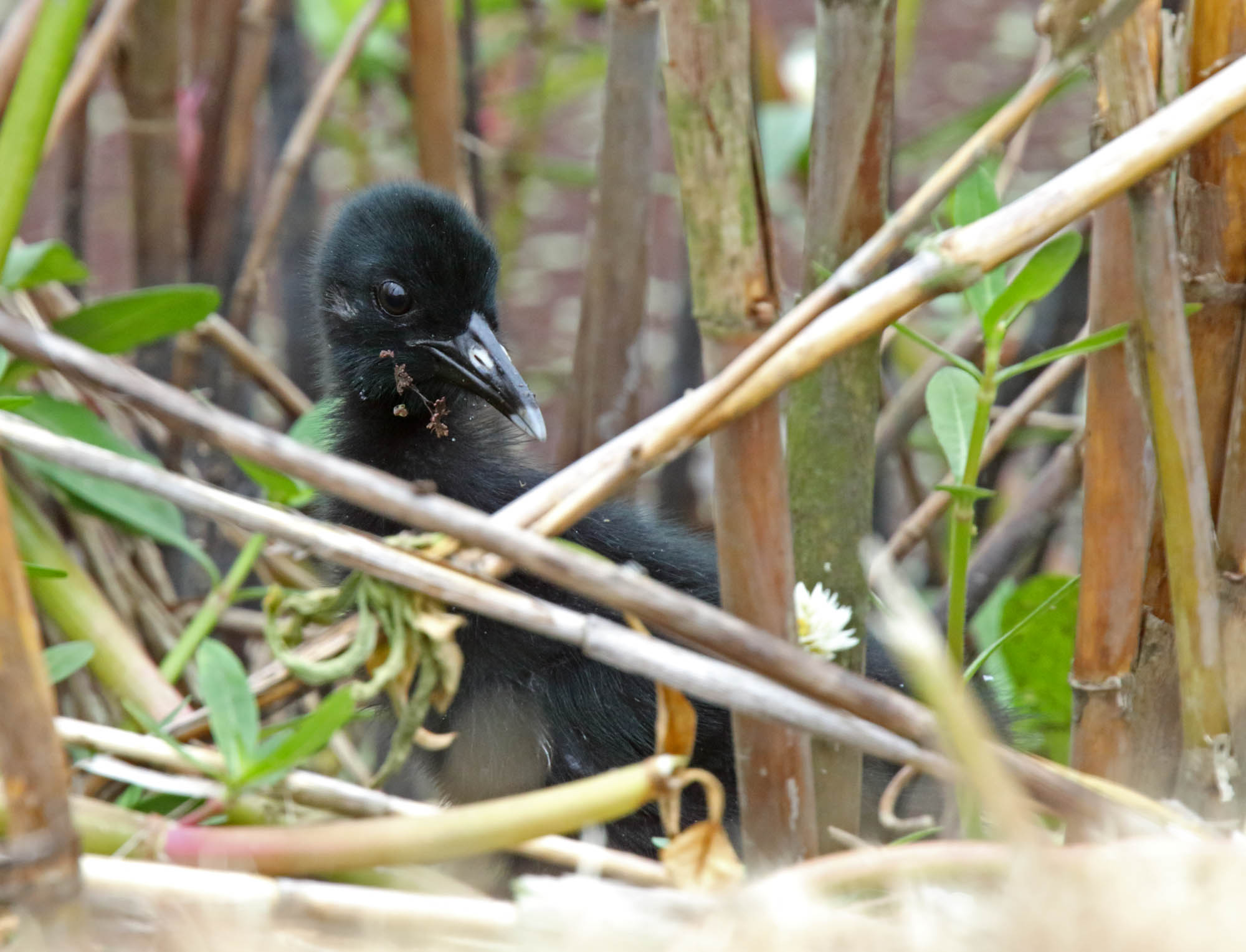 King Rail - chick_4533.jpg