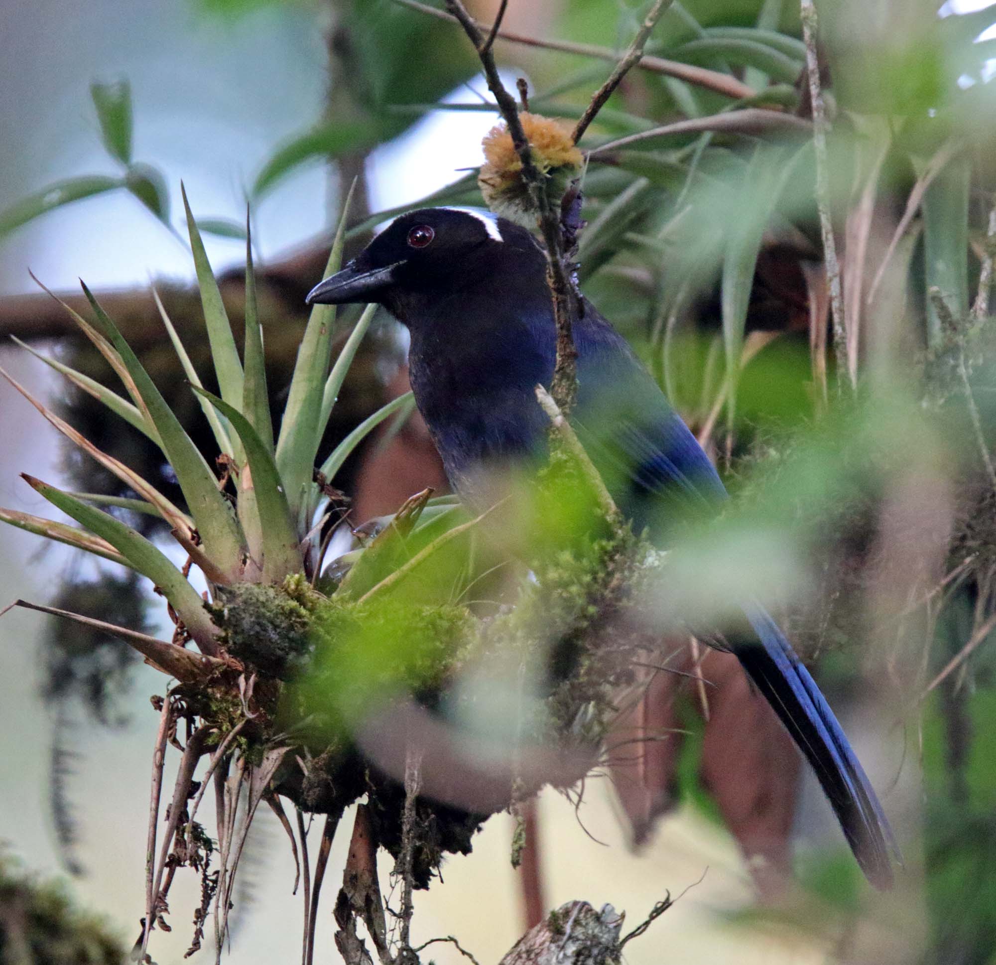 Azure-hooded Jay_7155.jpg