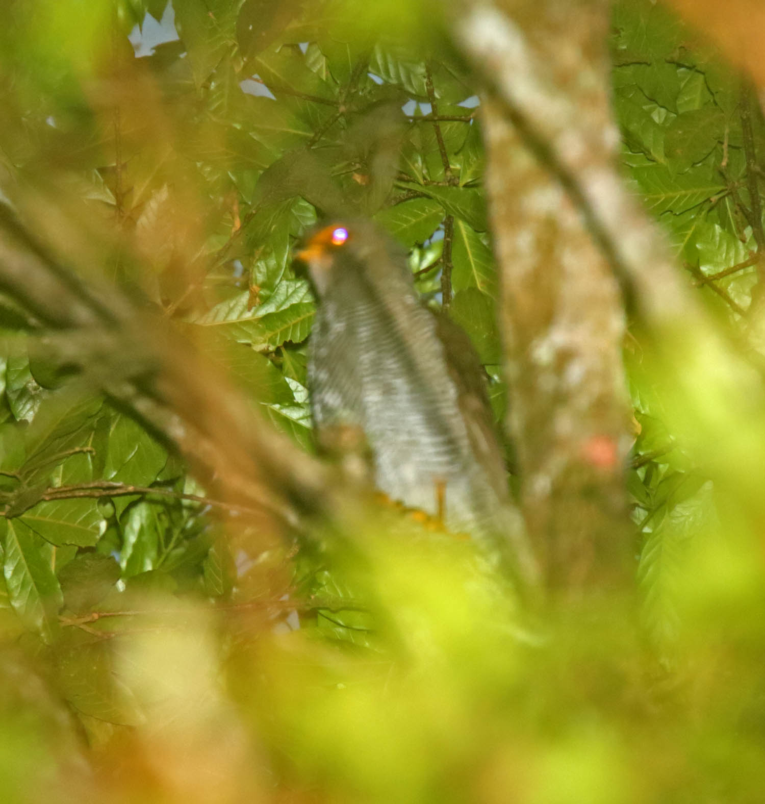 Barred Forest-Falcon_8228.jpg