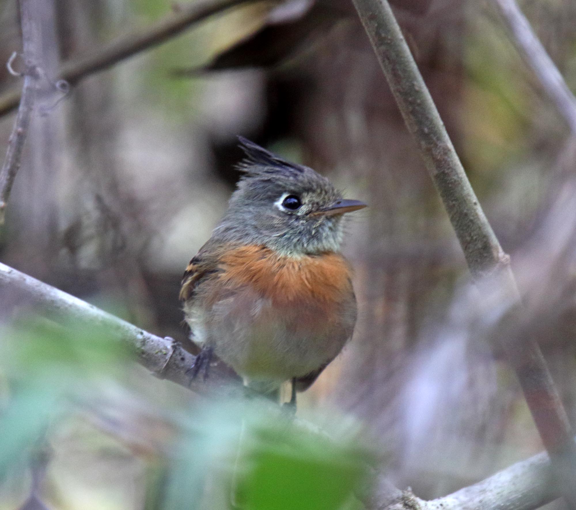 Belted Flycatcher - male_7412.jpg