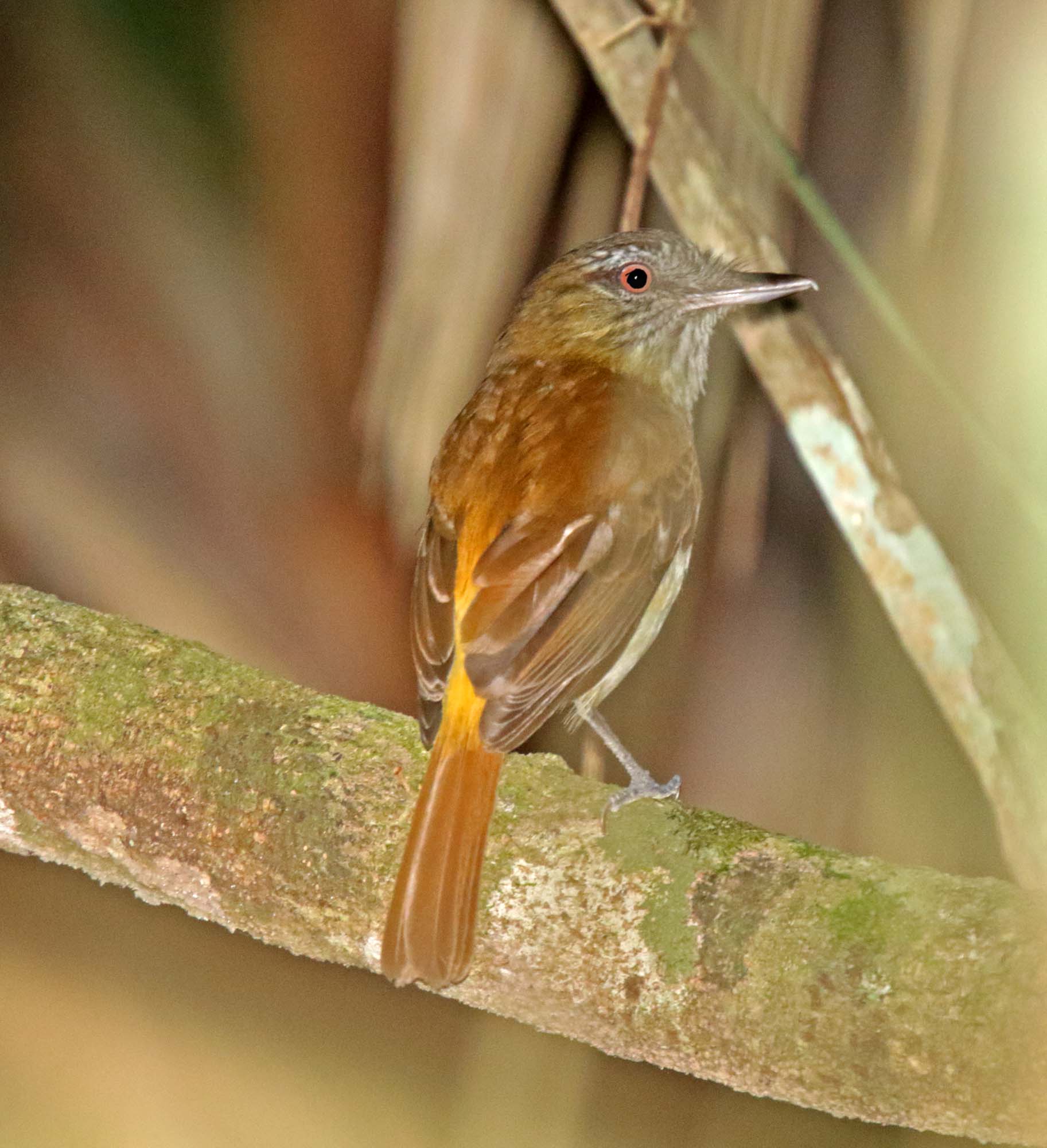Bright-rumped Attila_6627.jpg