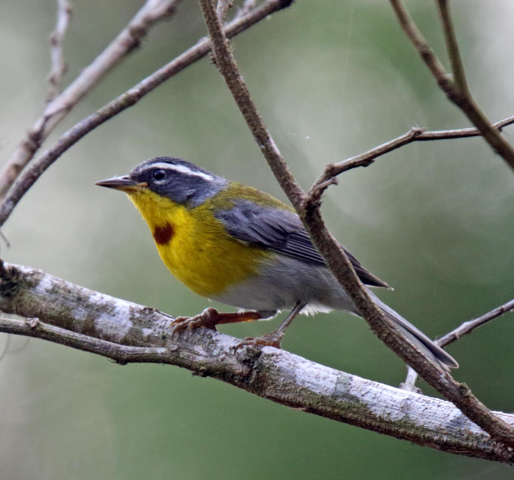 Crescent-chested Warbler_7081.jpg