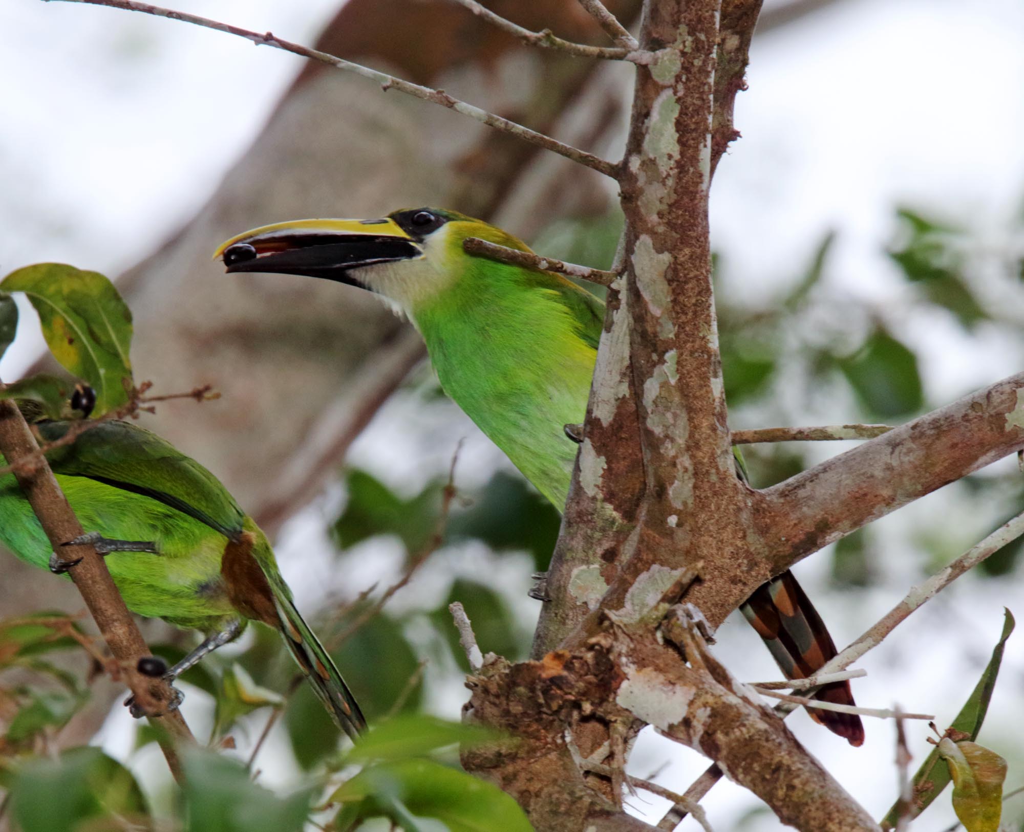 Emerald Toucanet_5429.jpg