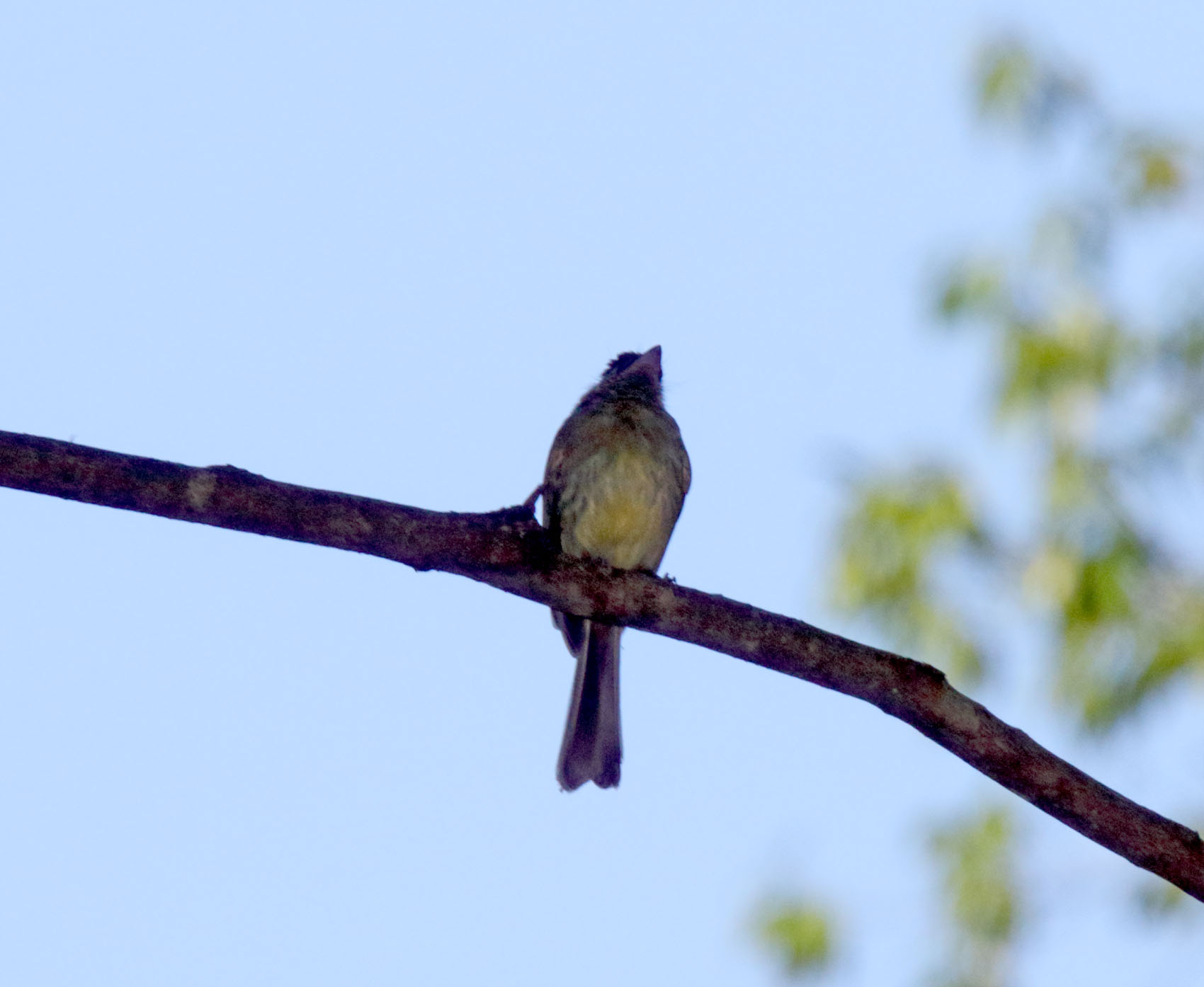 Eye-ringed Flatbill_6250.jpg