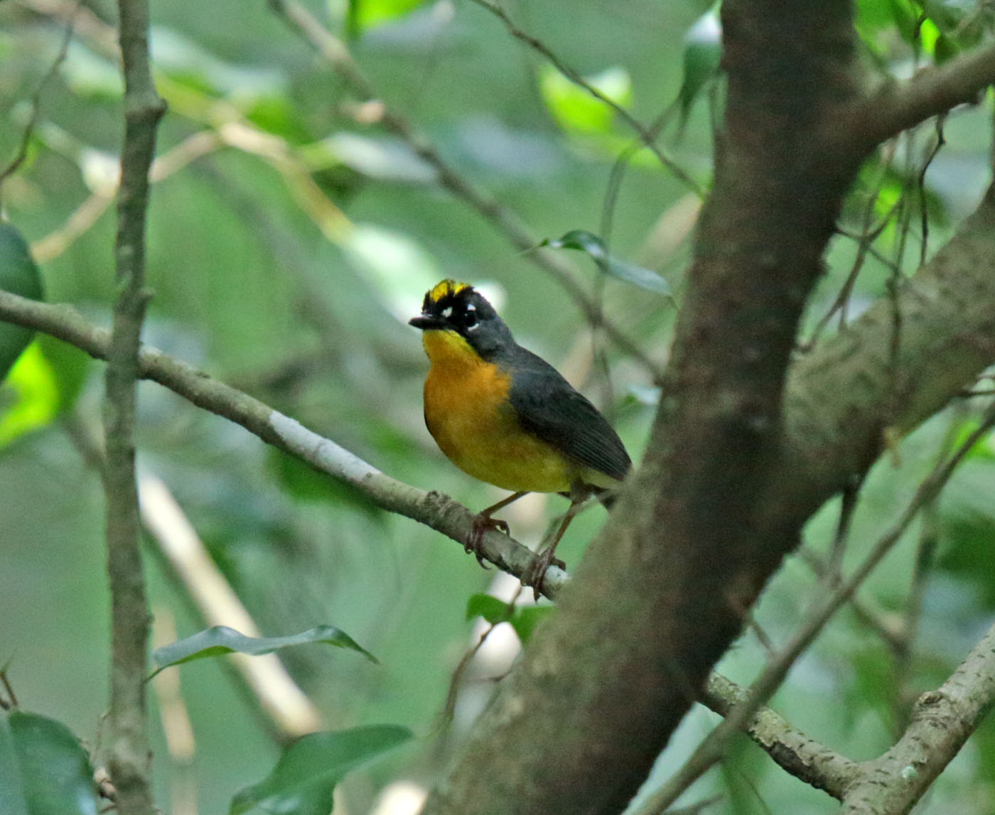 Fan-tailed Warbler_5069.jpg