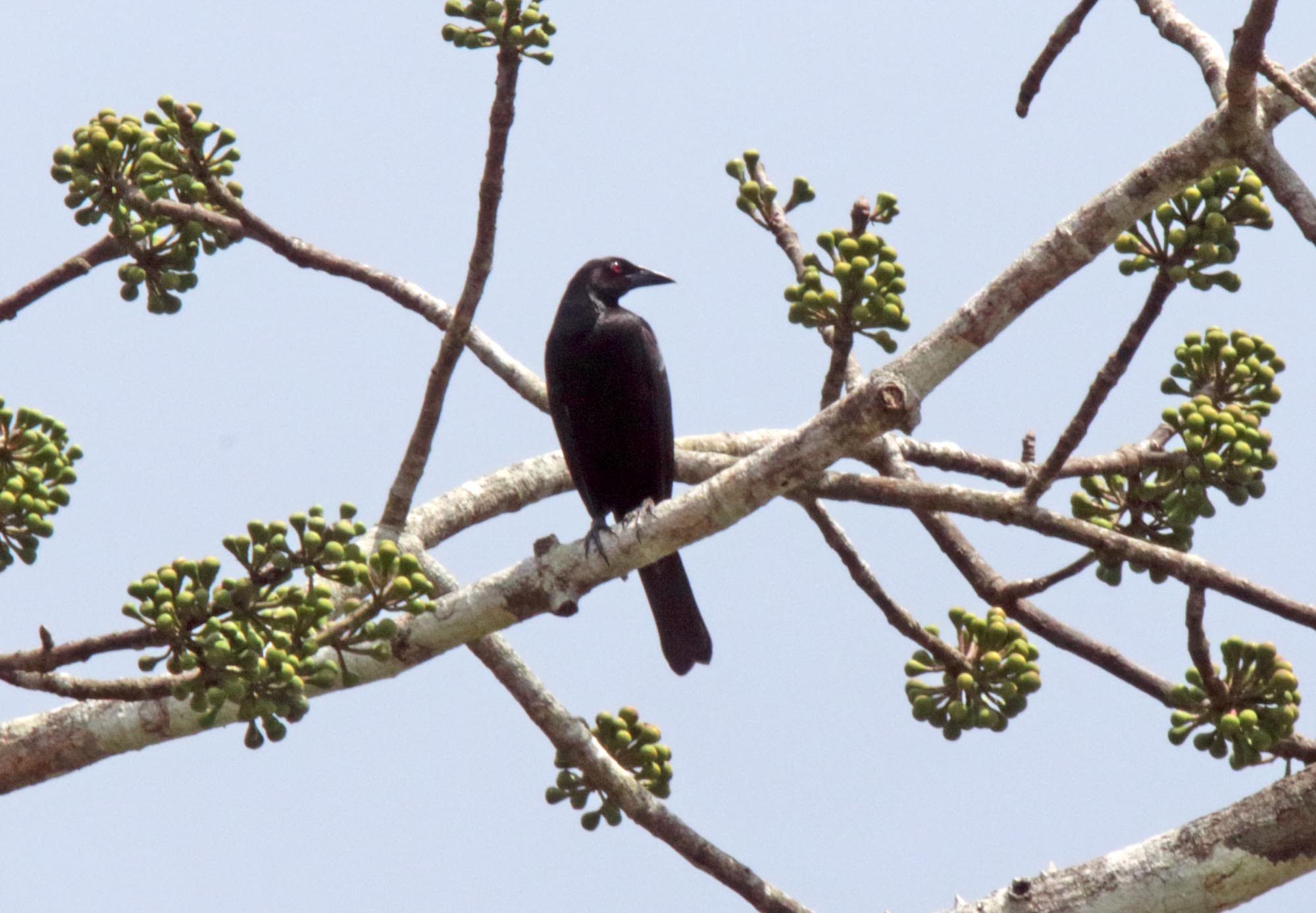 Giant Cowbird - male_6523.jpg
