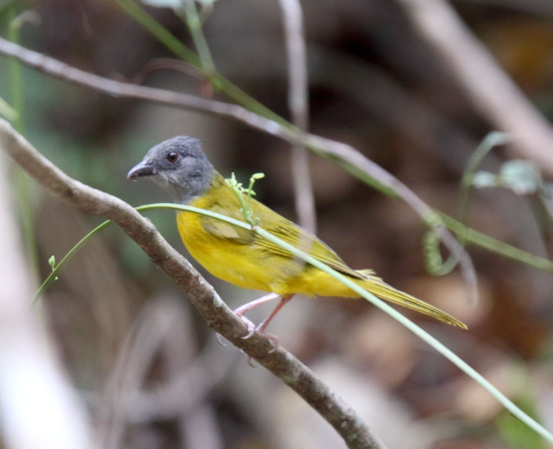 Gray-headed Tanager - male_5560.jpg