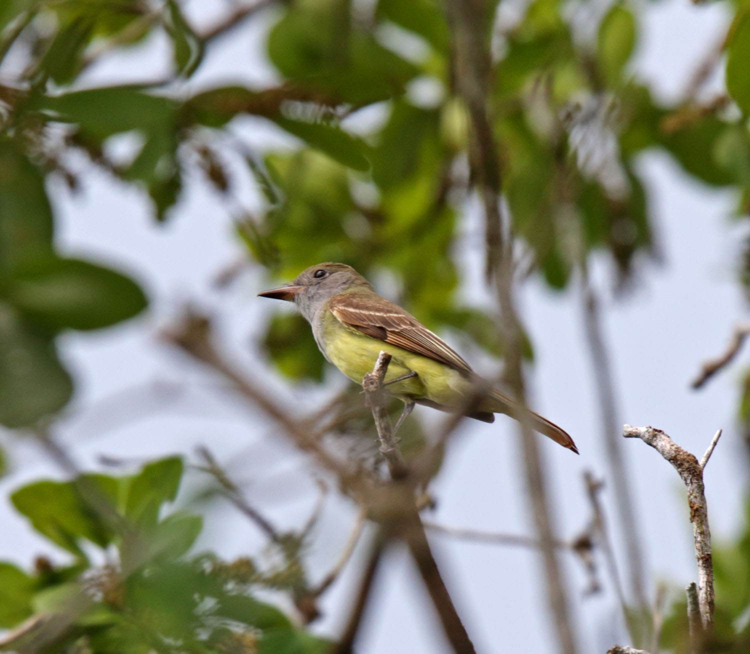 Great Crested Flycatcher_5939.jpg